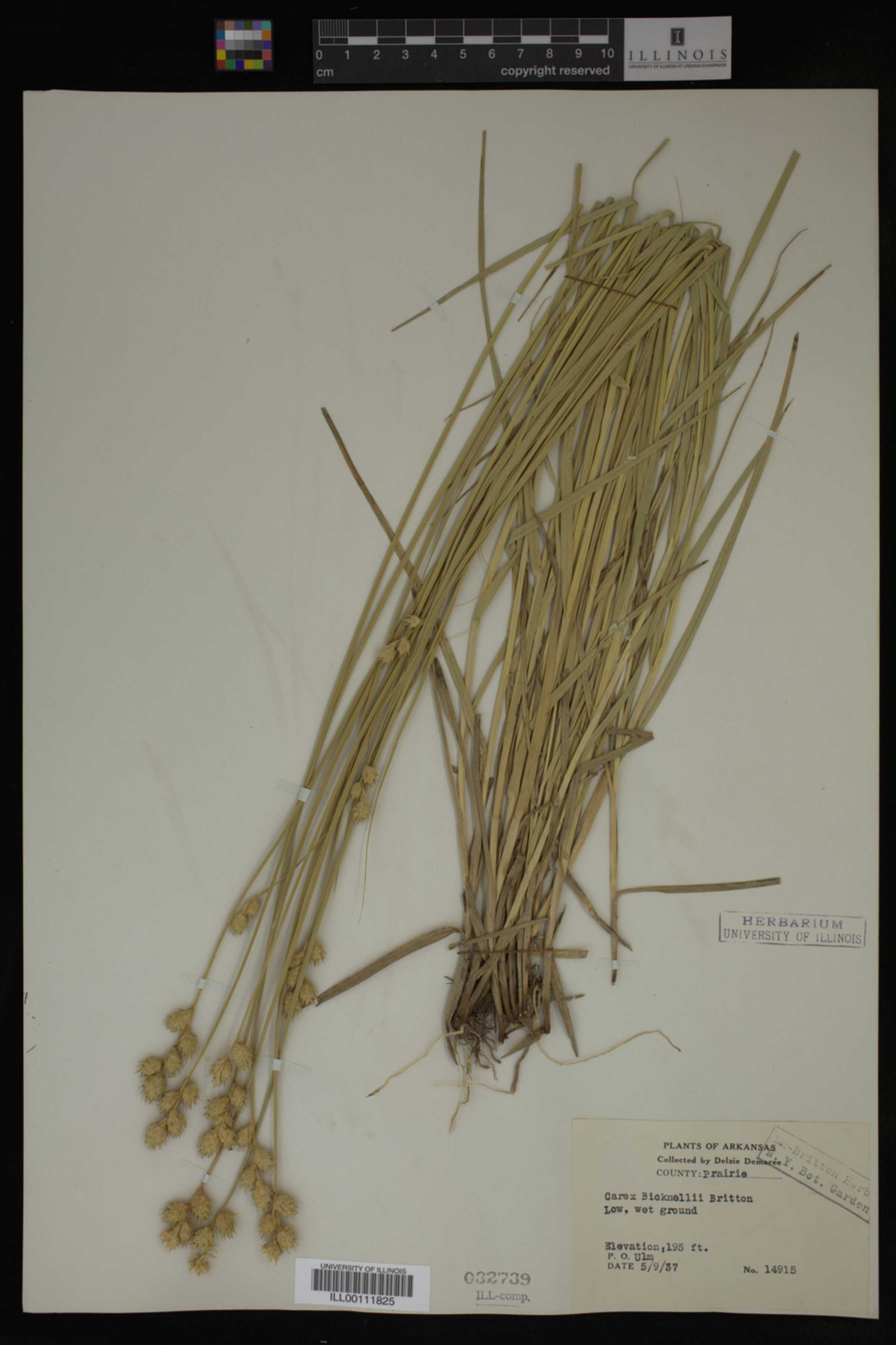 Carex opaca image