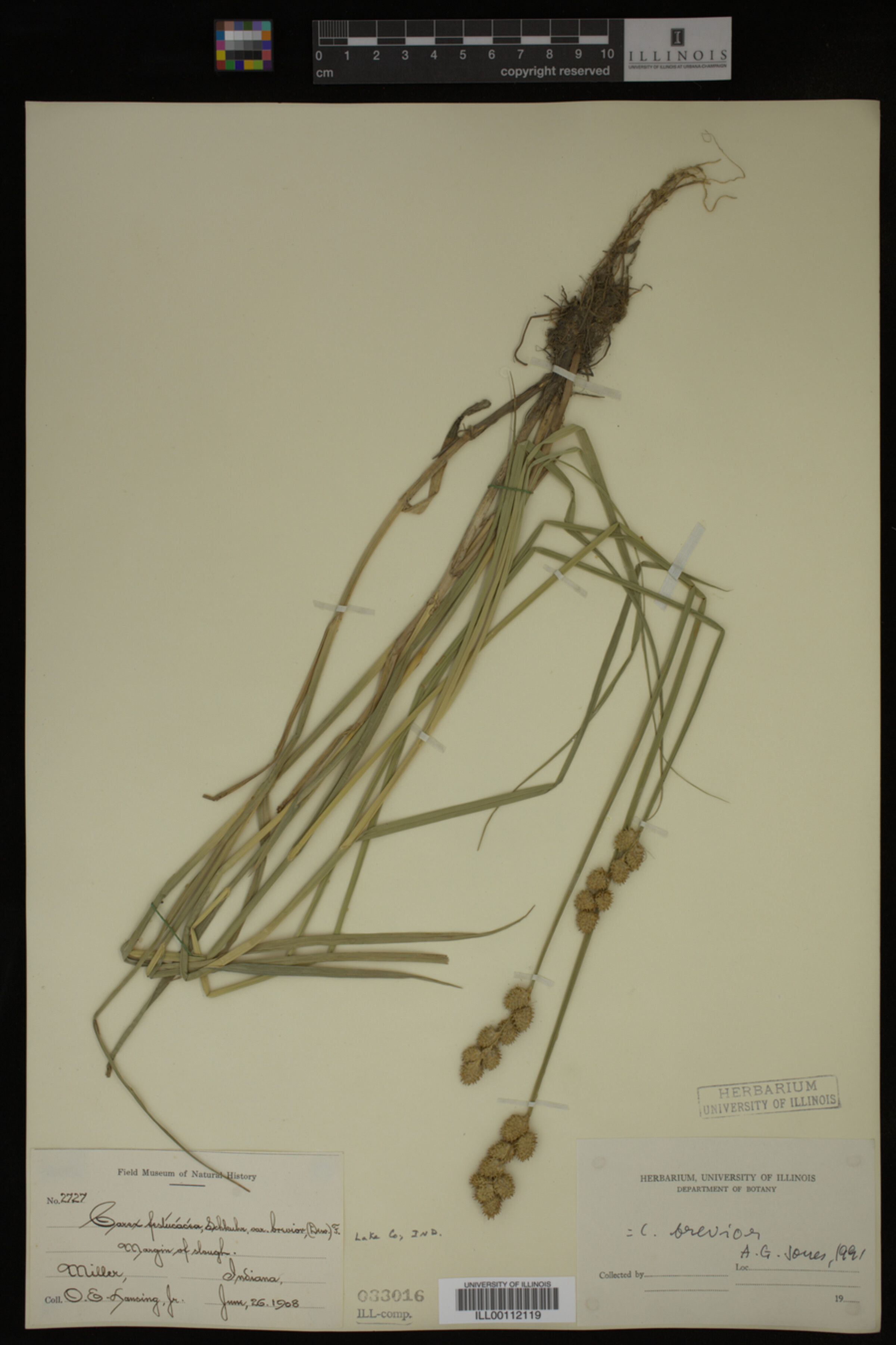 Carex alata image