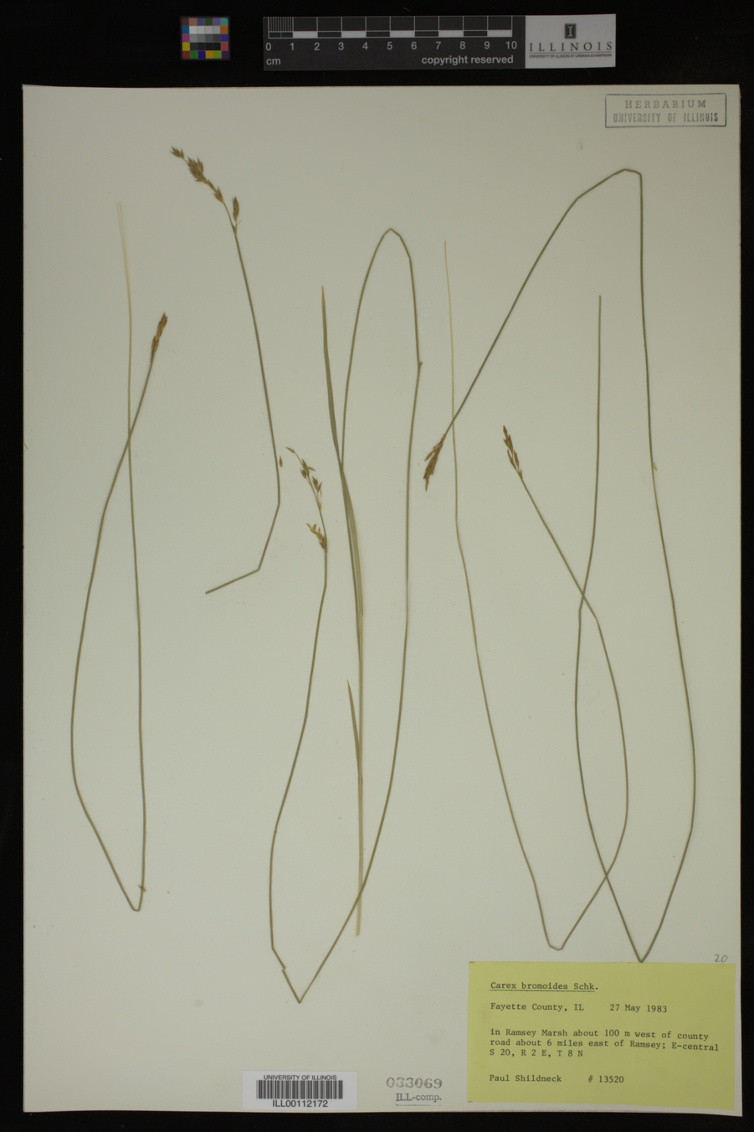 Carex bromoides image