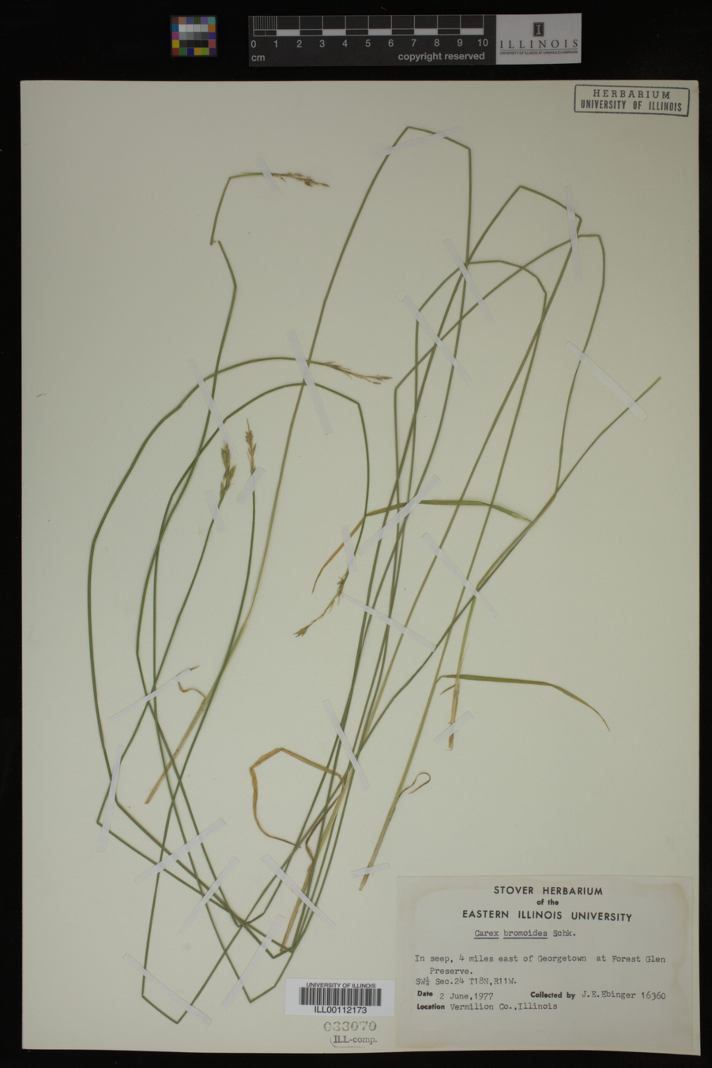 Carex bromoides image