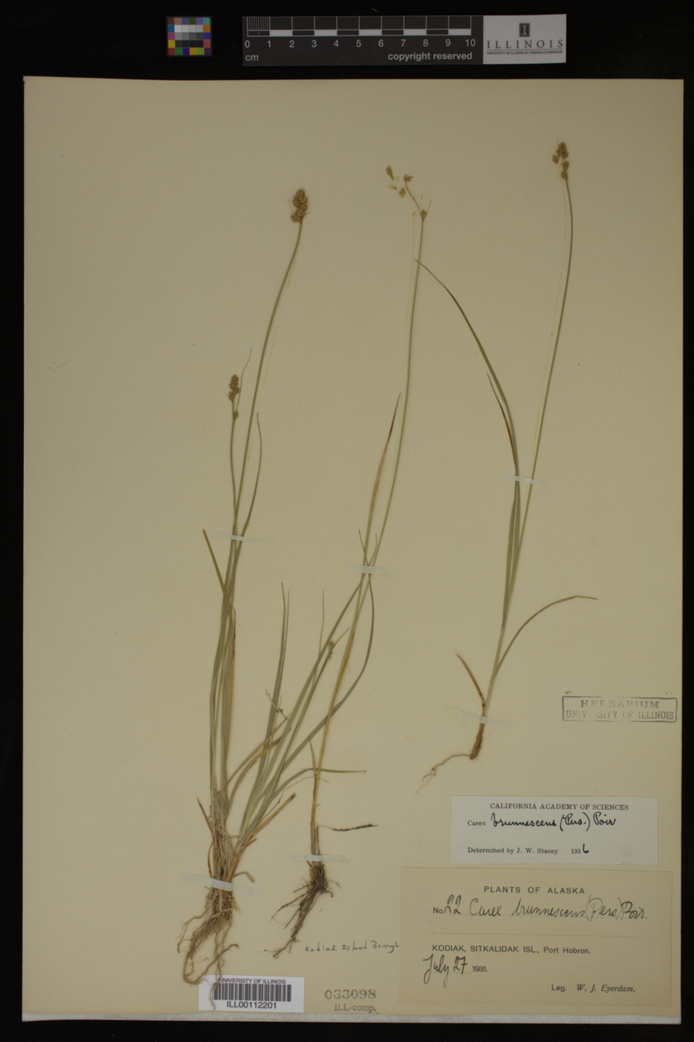 Carex brunnescens image
