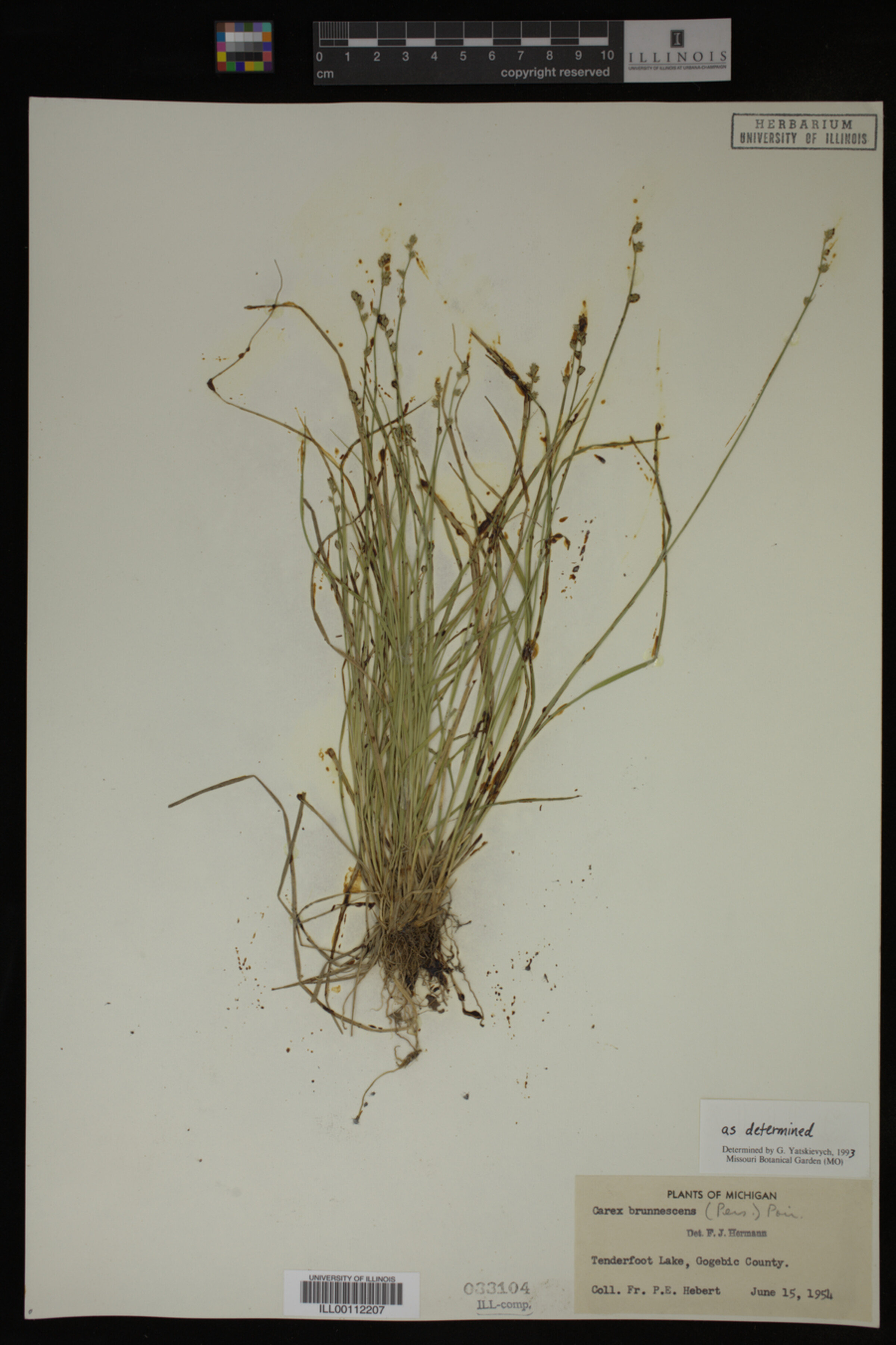Carex brunnescens image