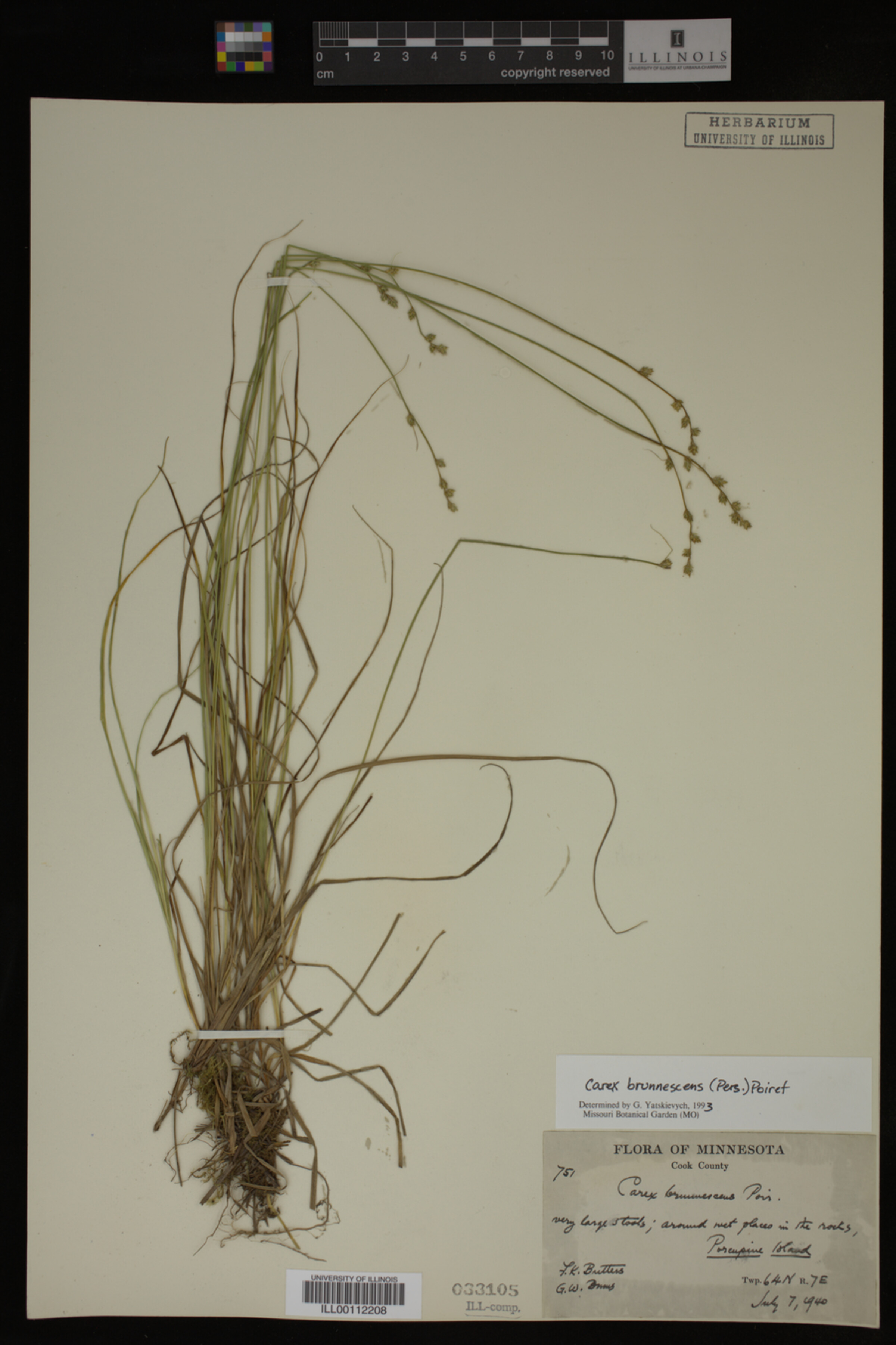 Carex brunnescens image