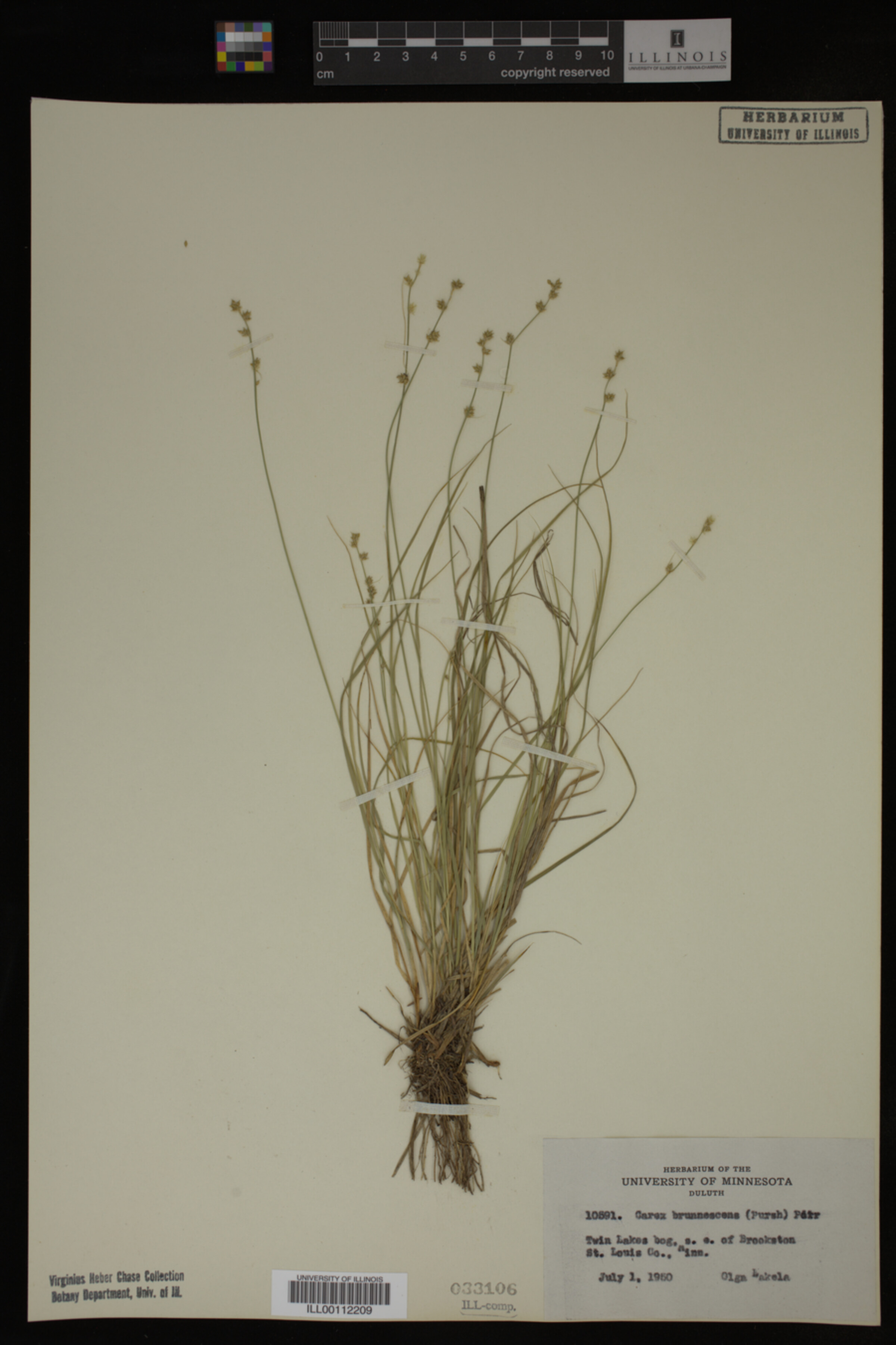 Carex brunnescens image