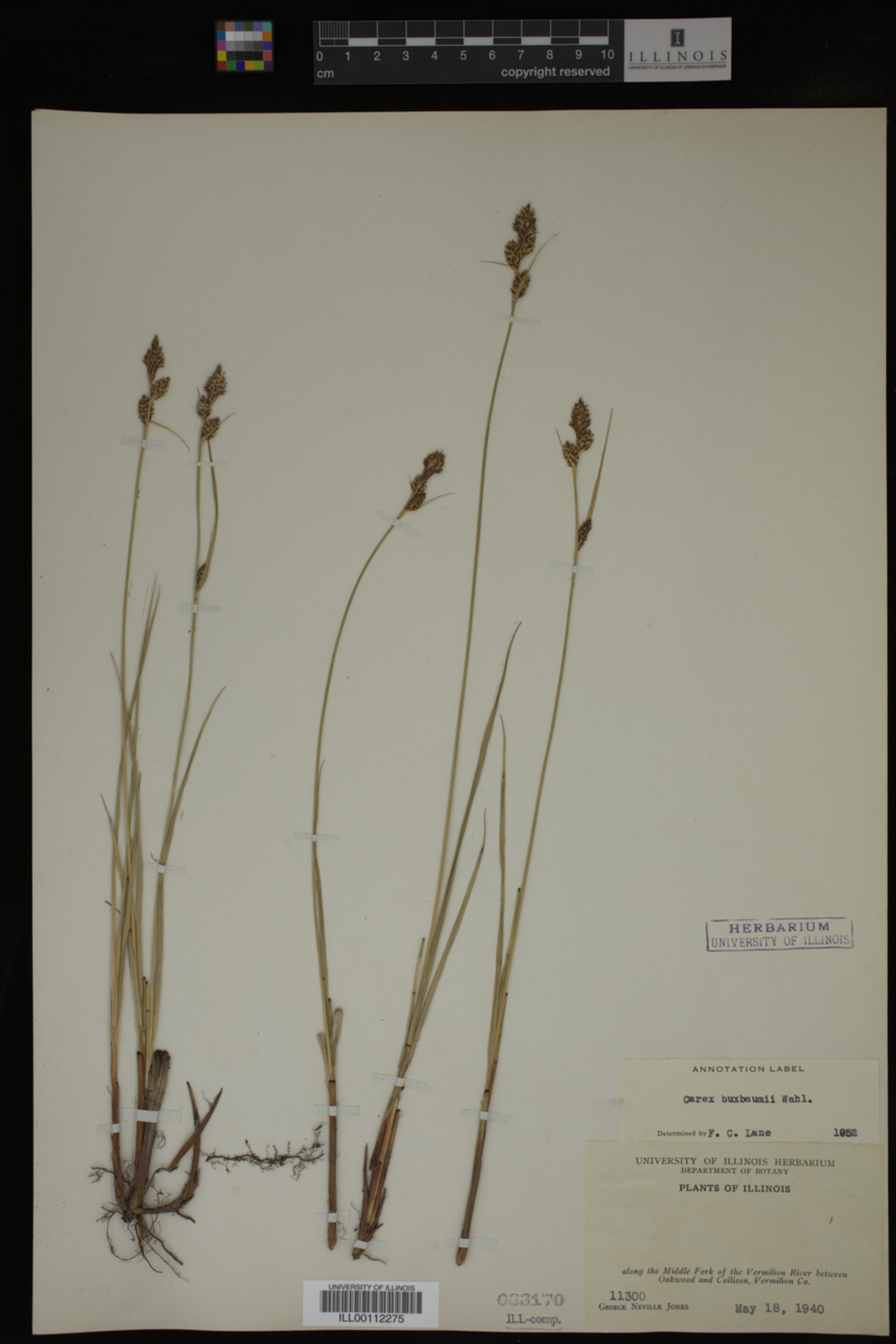 Carex buxbaumii image