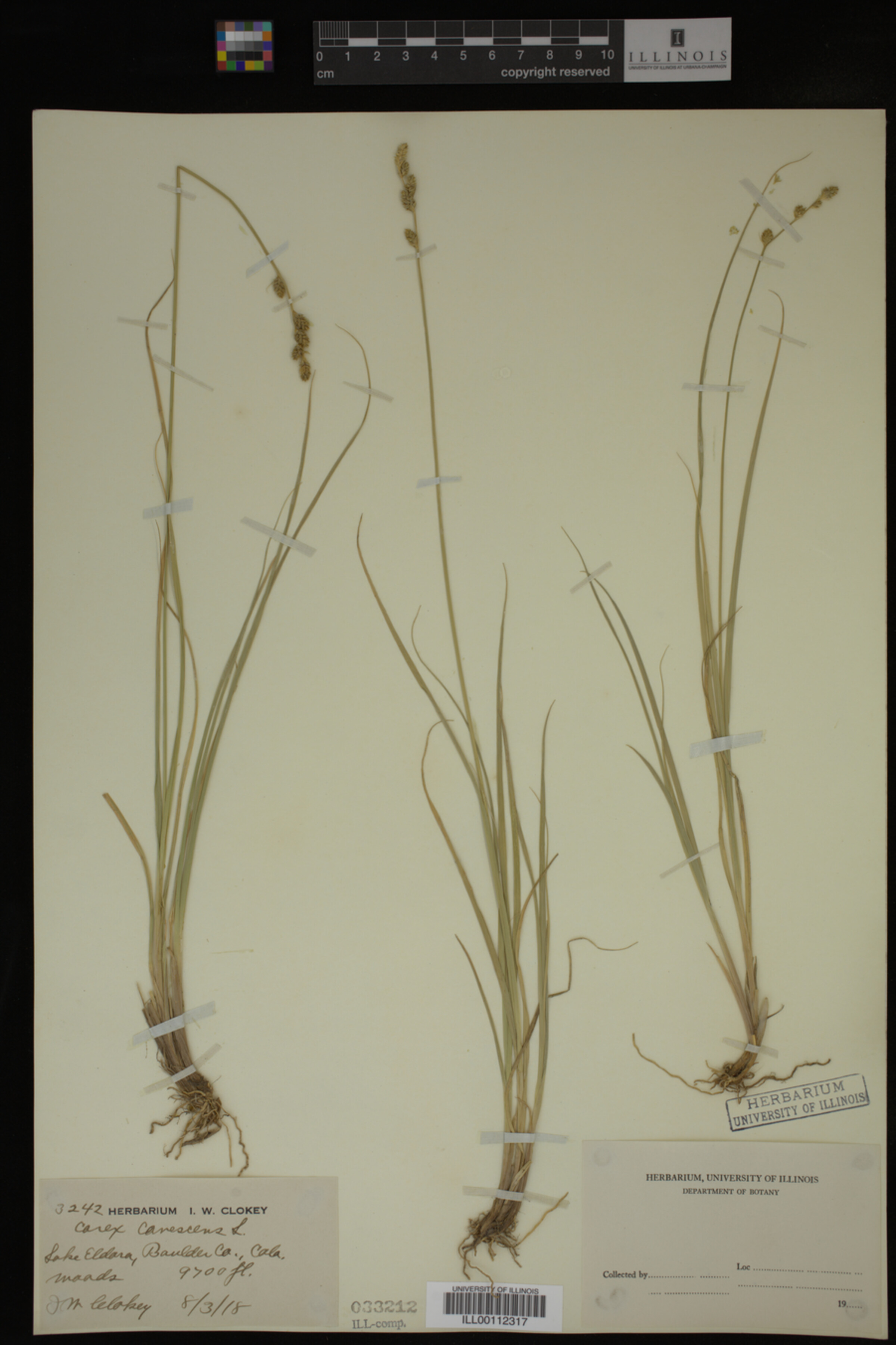 Carex canescens image