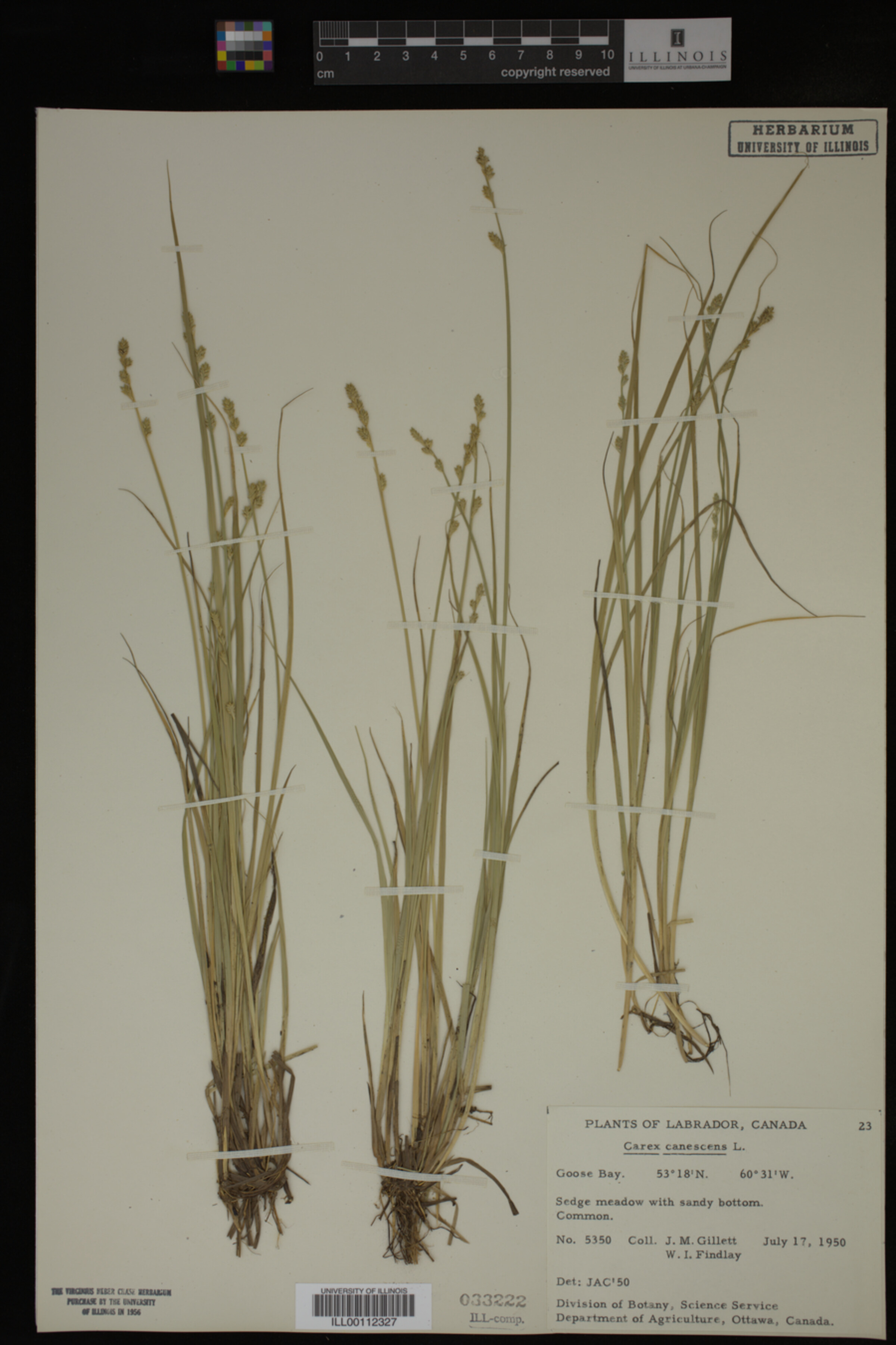 Carex canescens image