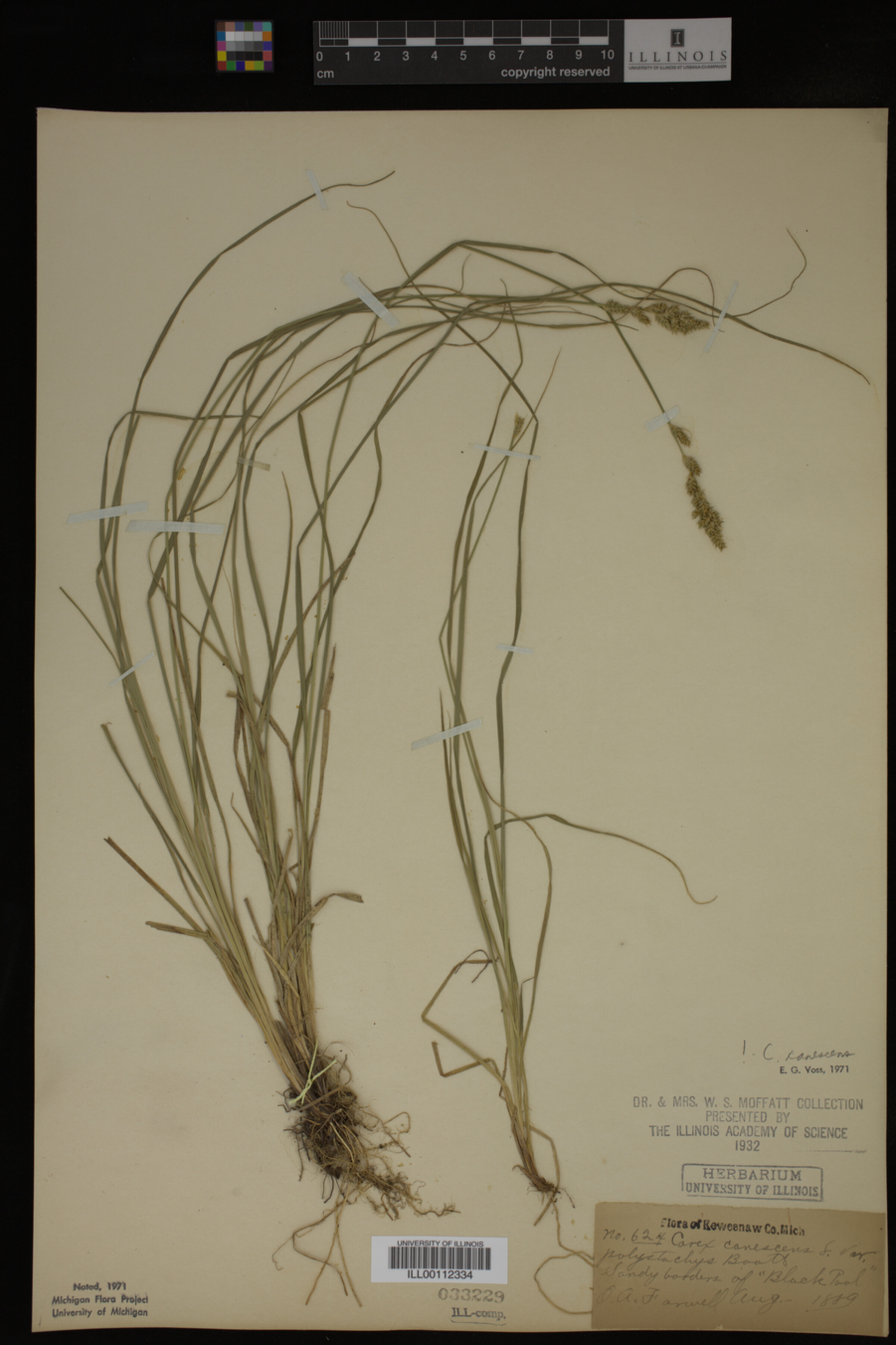 Carex canescens image