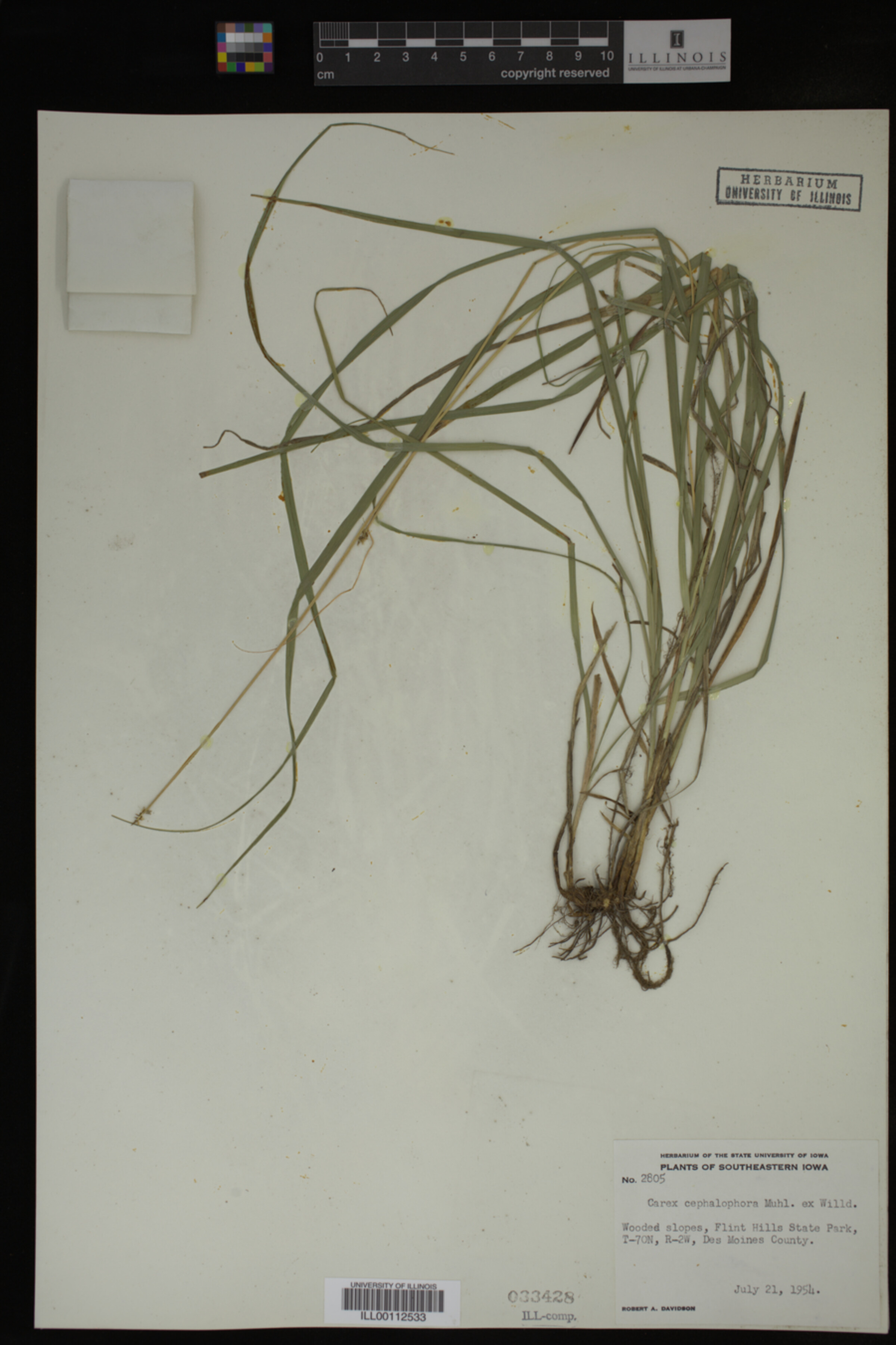 Carex cephalophora image