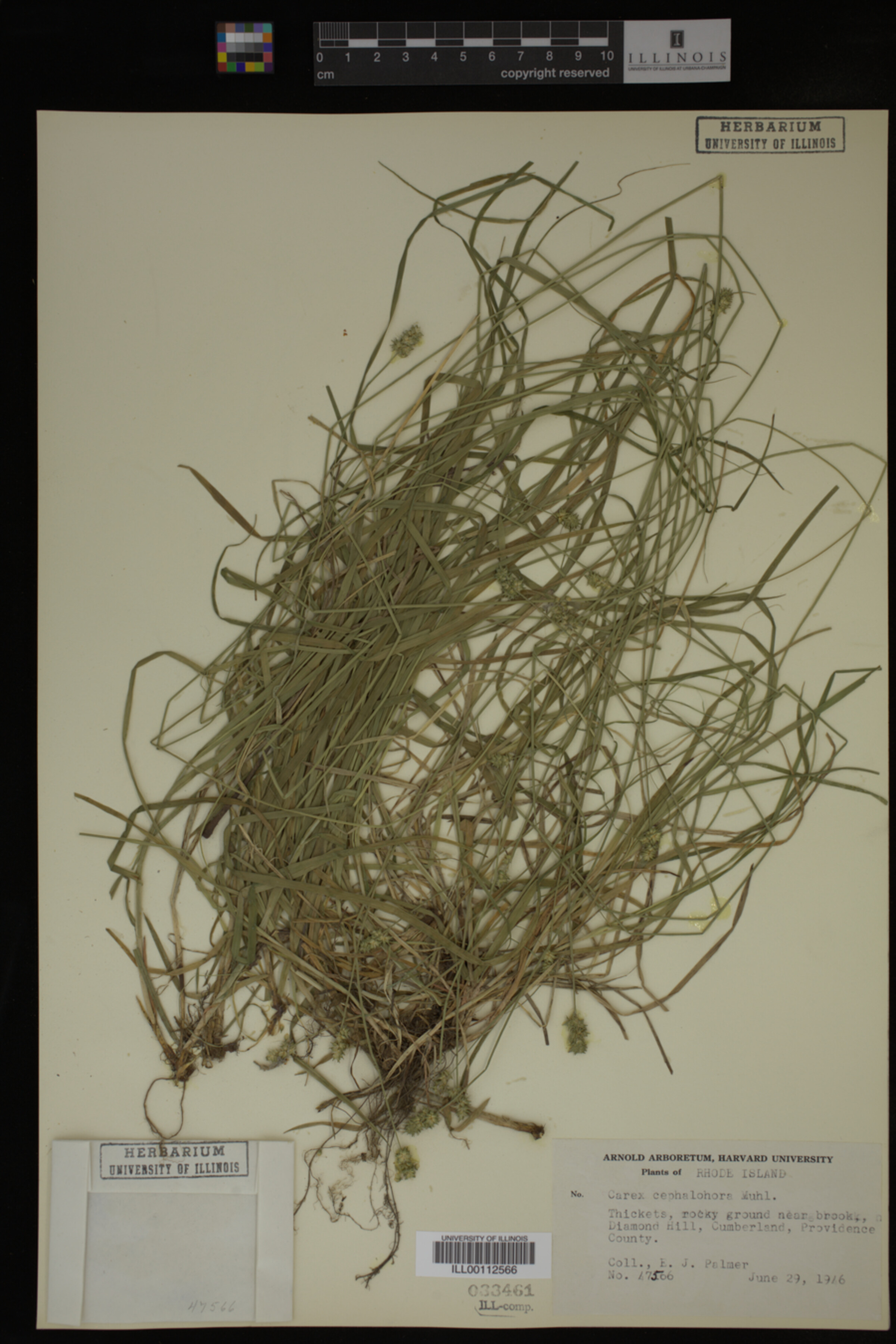 Carex cephalophora image