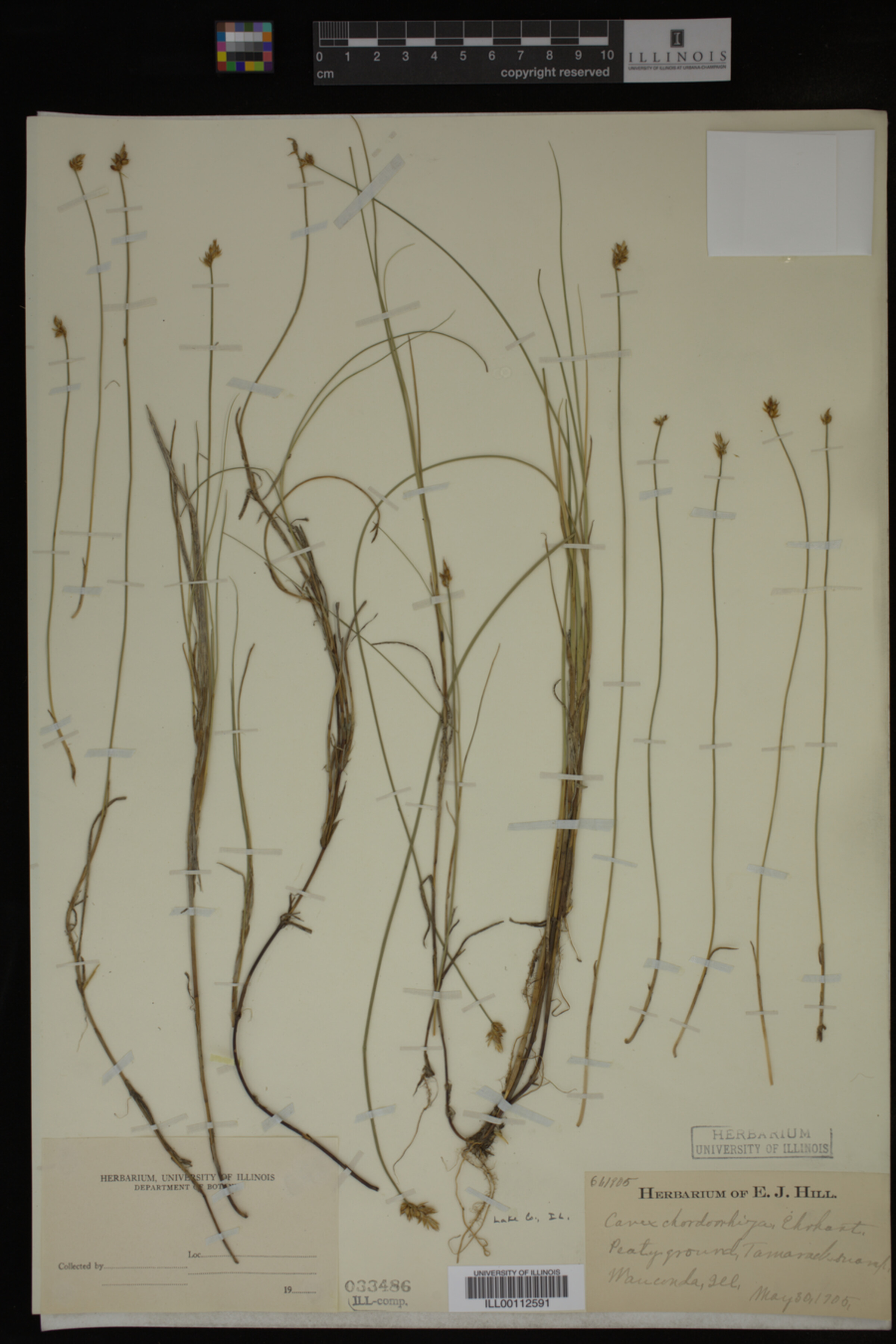Carex chordorrhiza image
