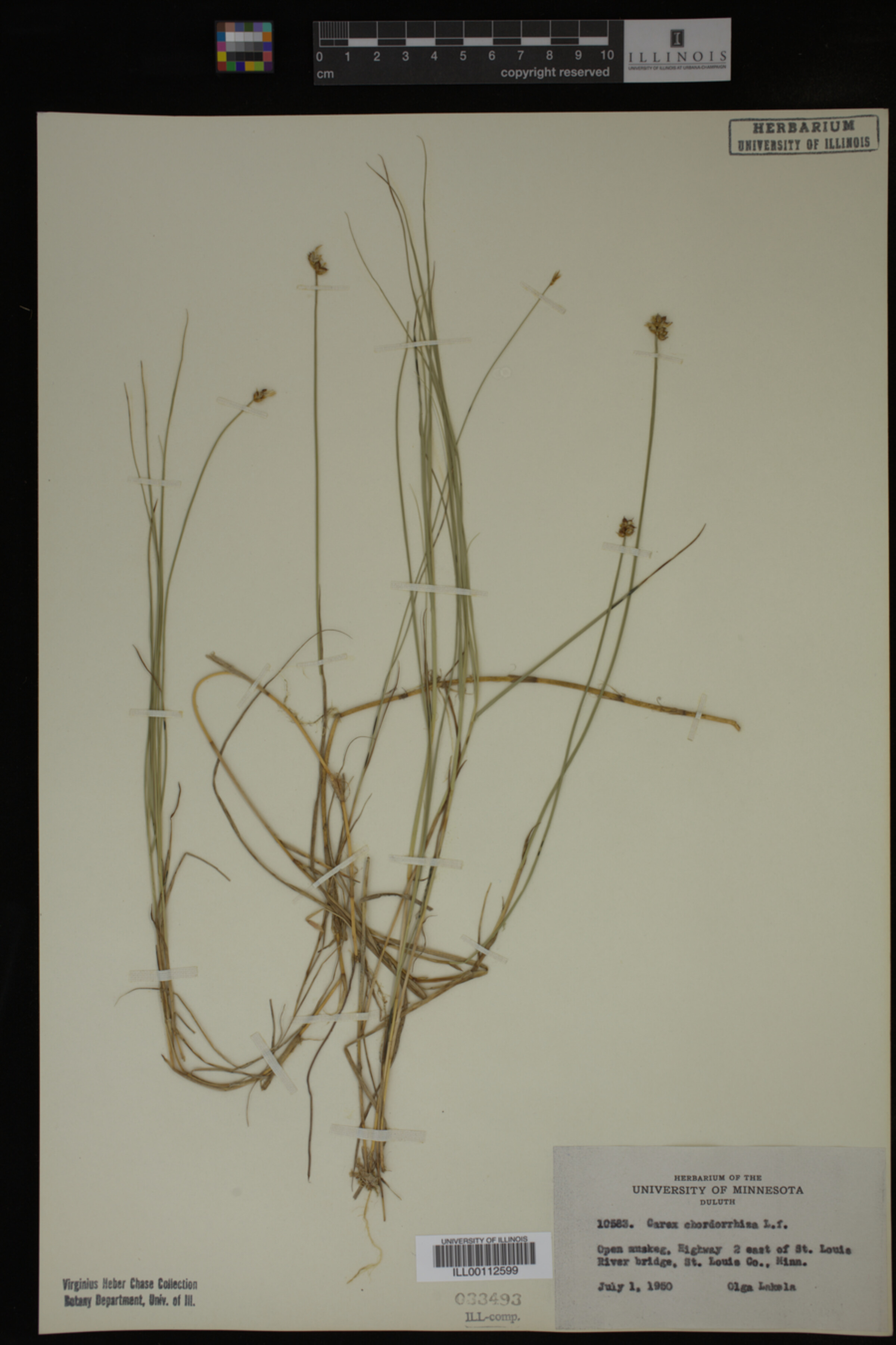 Carex chordorrhiza image
