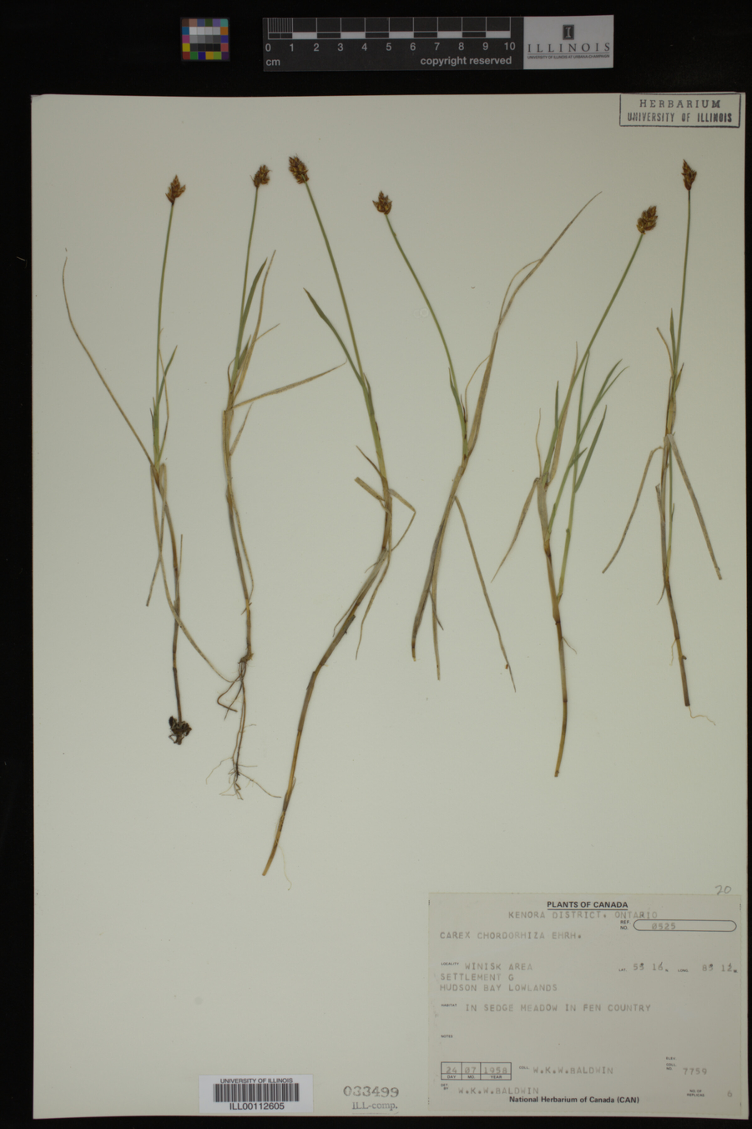 Carex chordorrhiza image