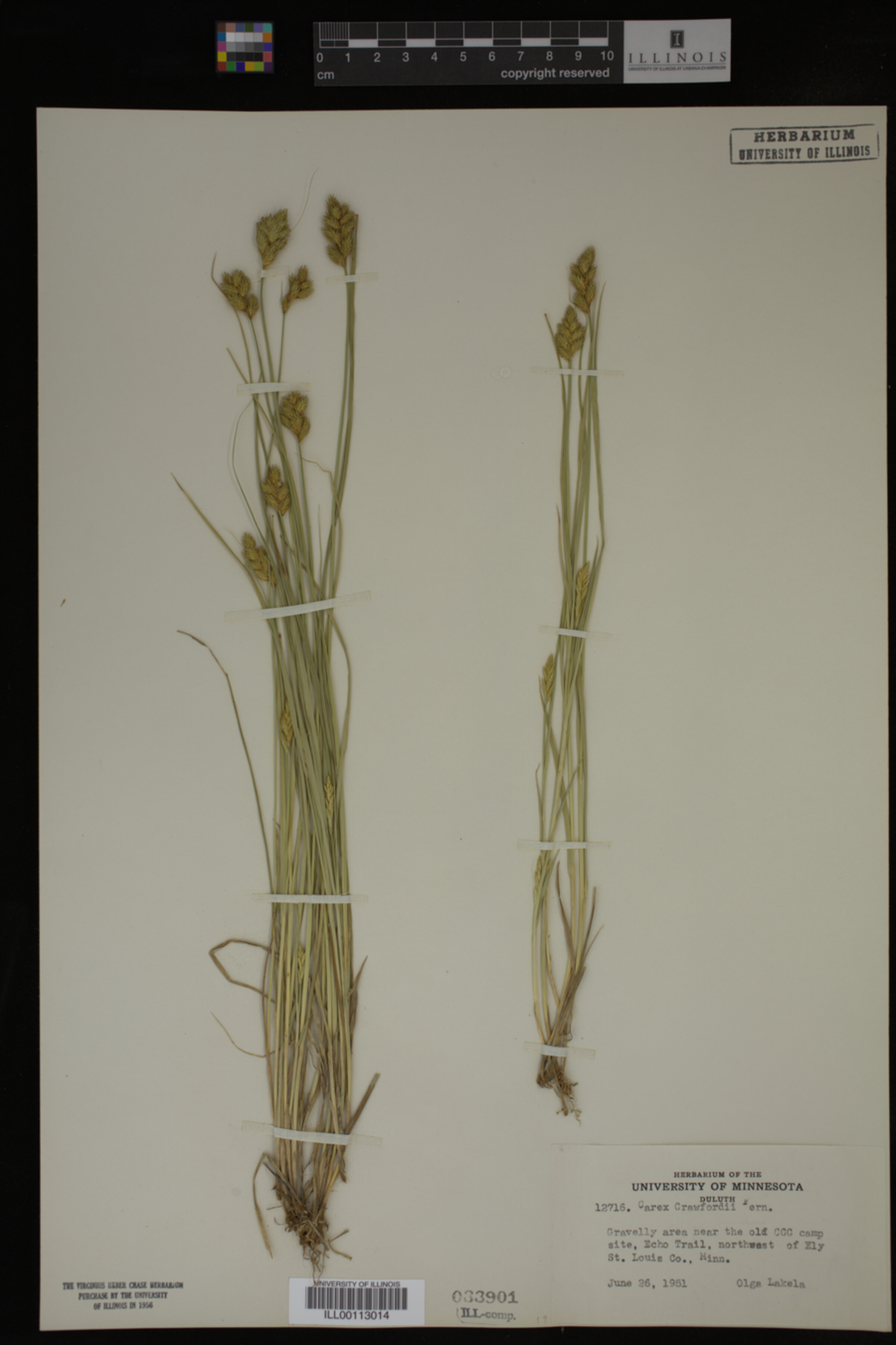 Carex crawfordii image