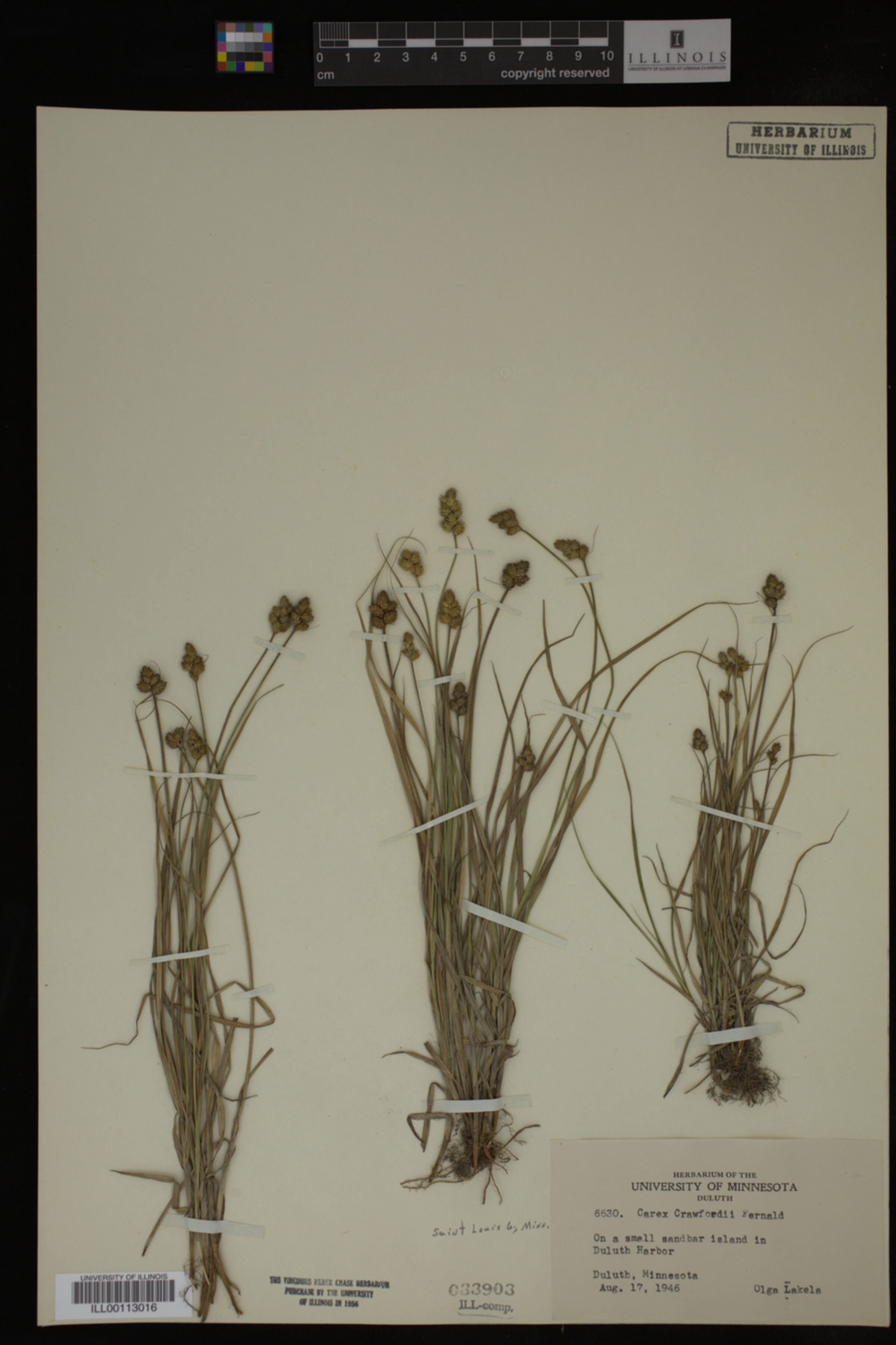 Carex crawfordii image