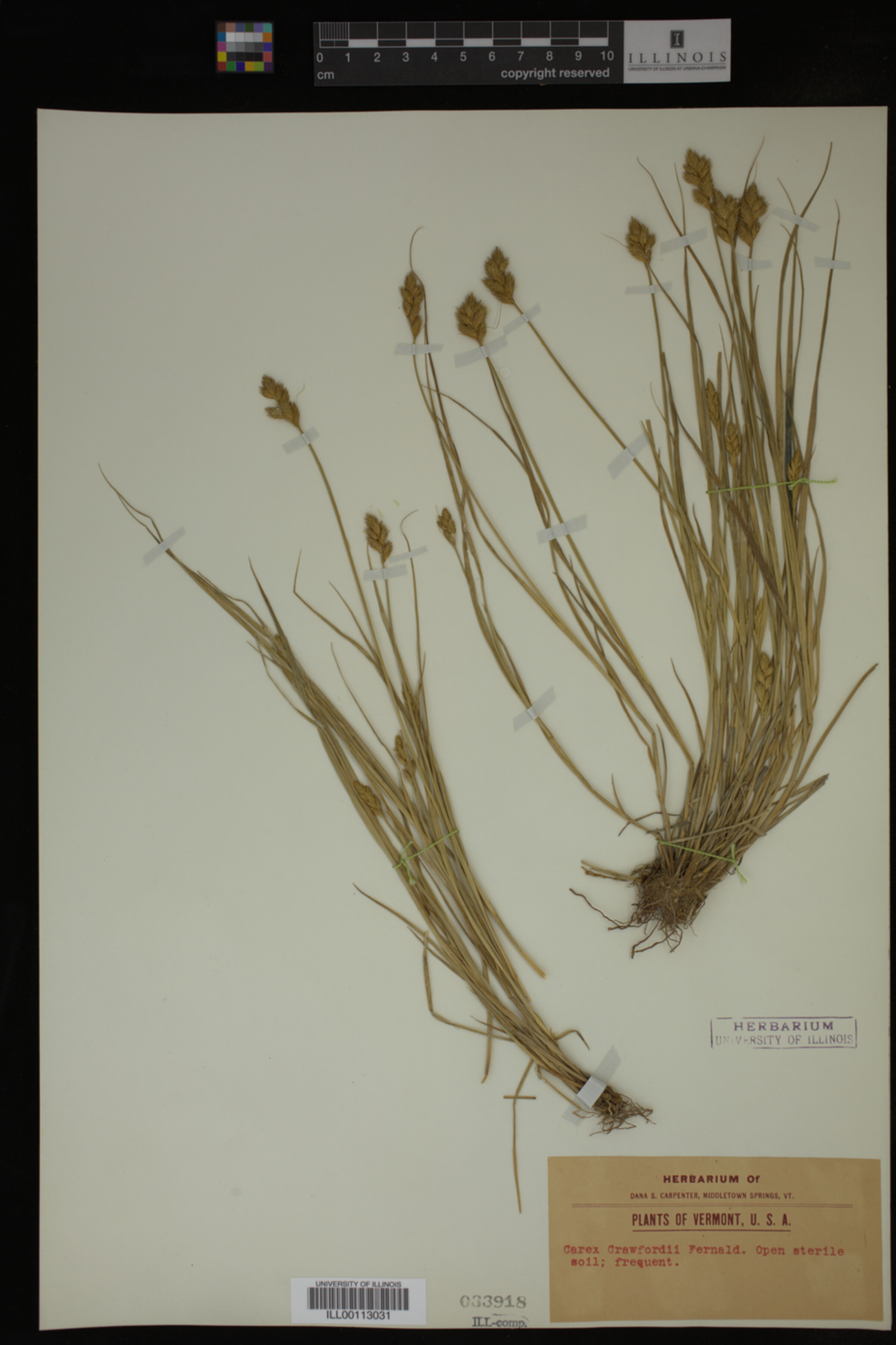 Carex crawfordii image