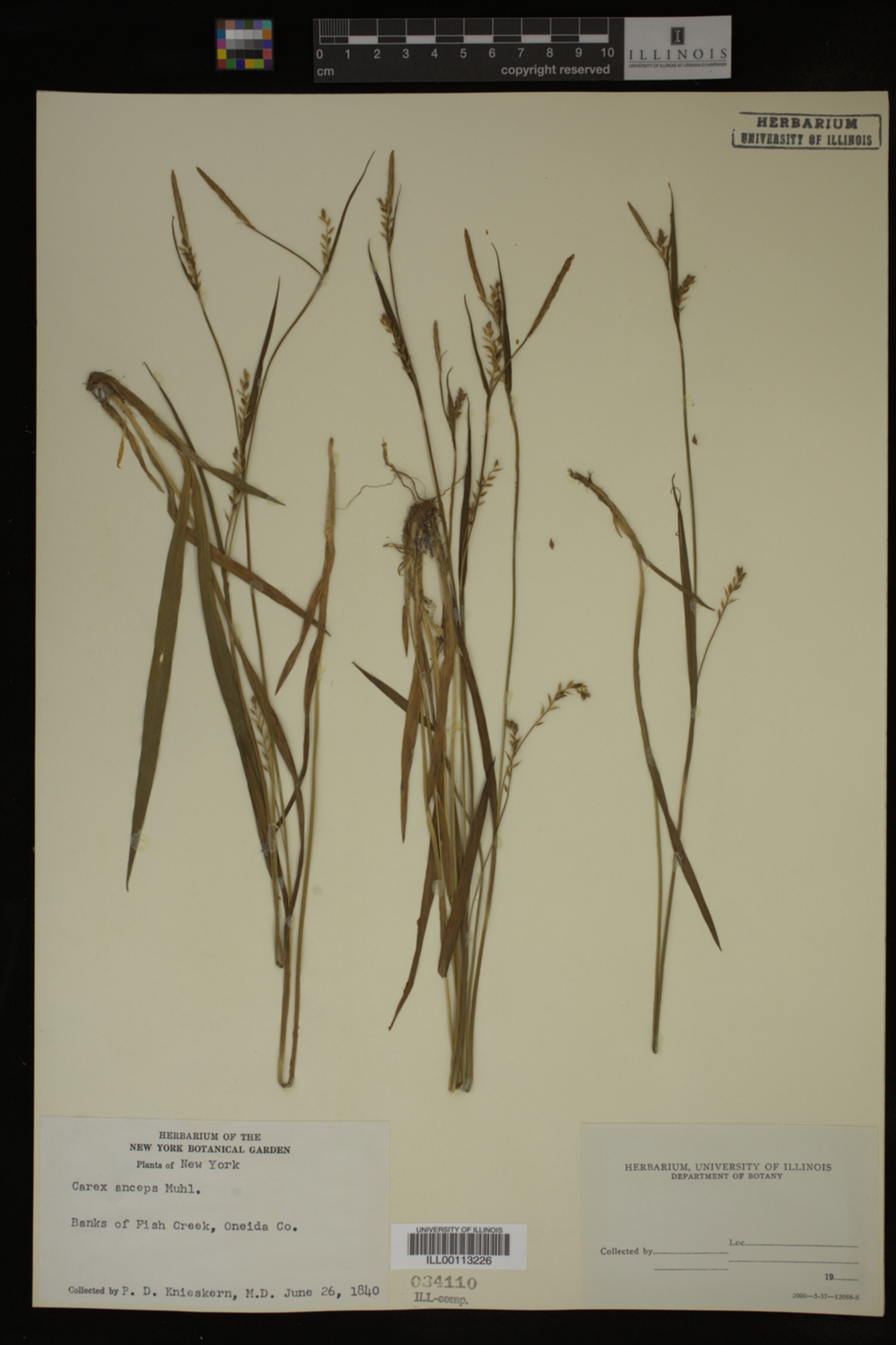 Carex laxiflora var. laxiflora image