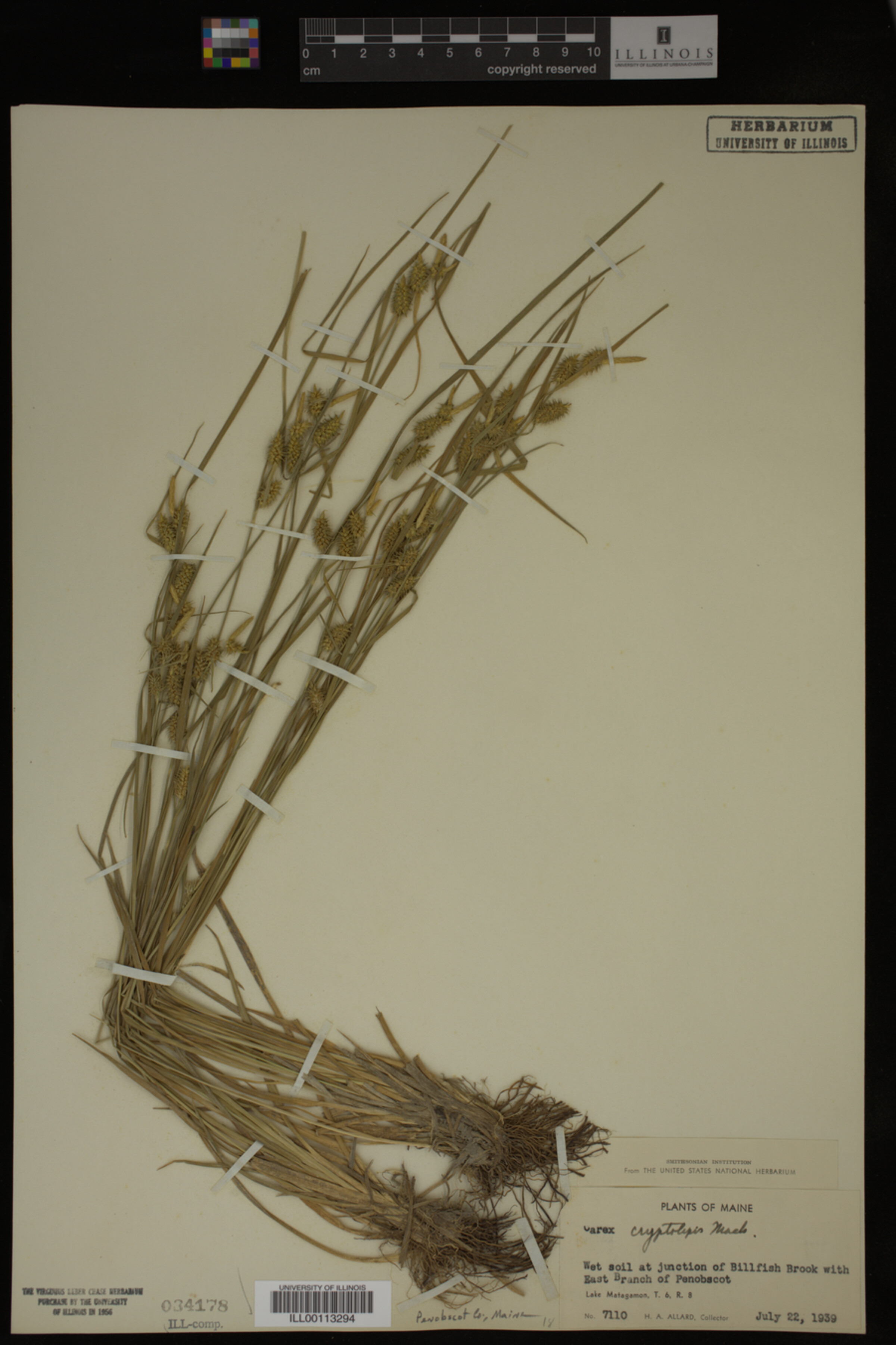 Carex cryptolepis image