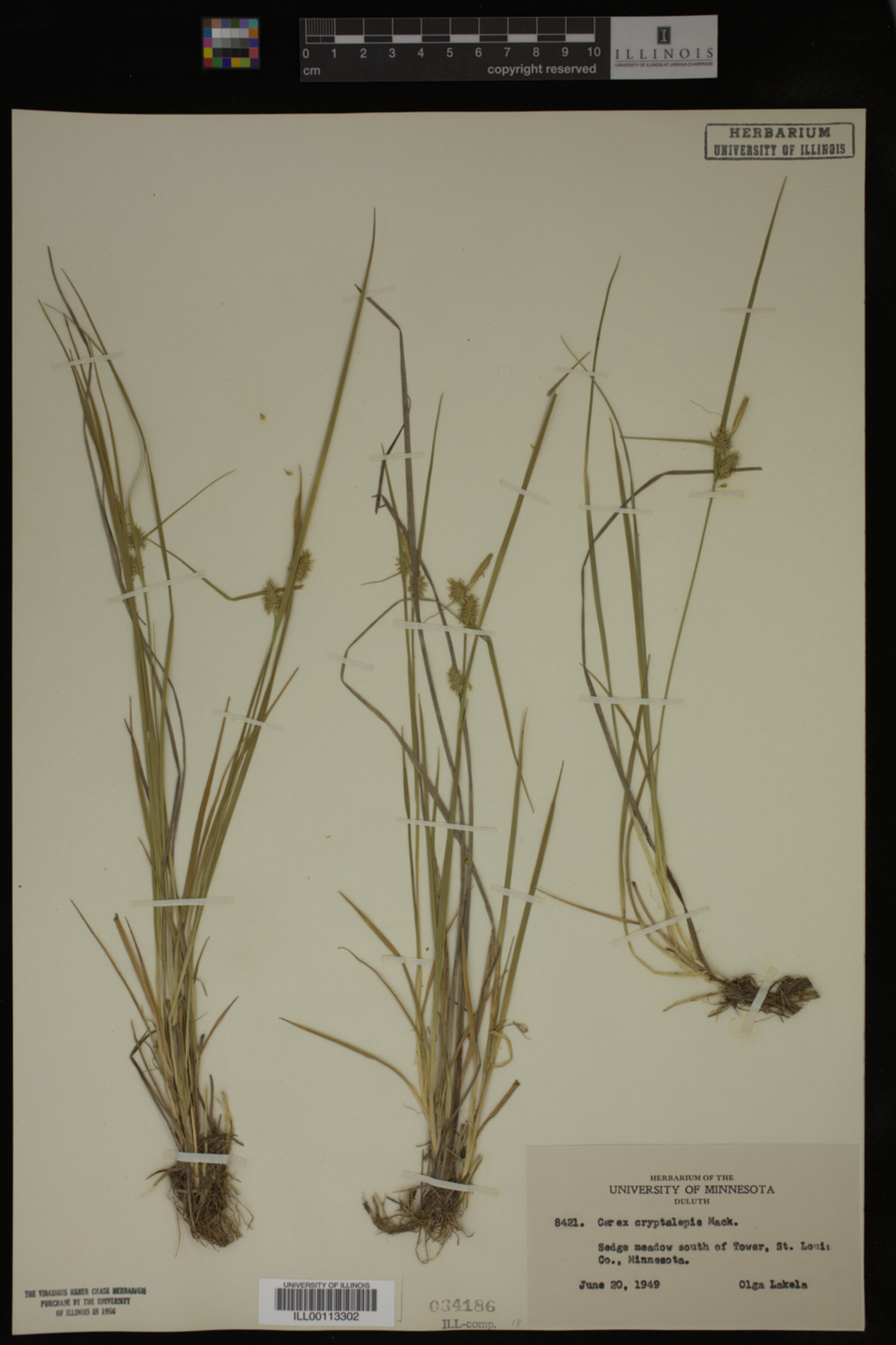 Carex cryptolepis image