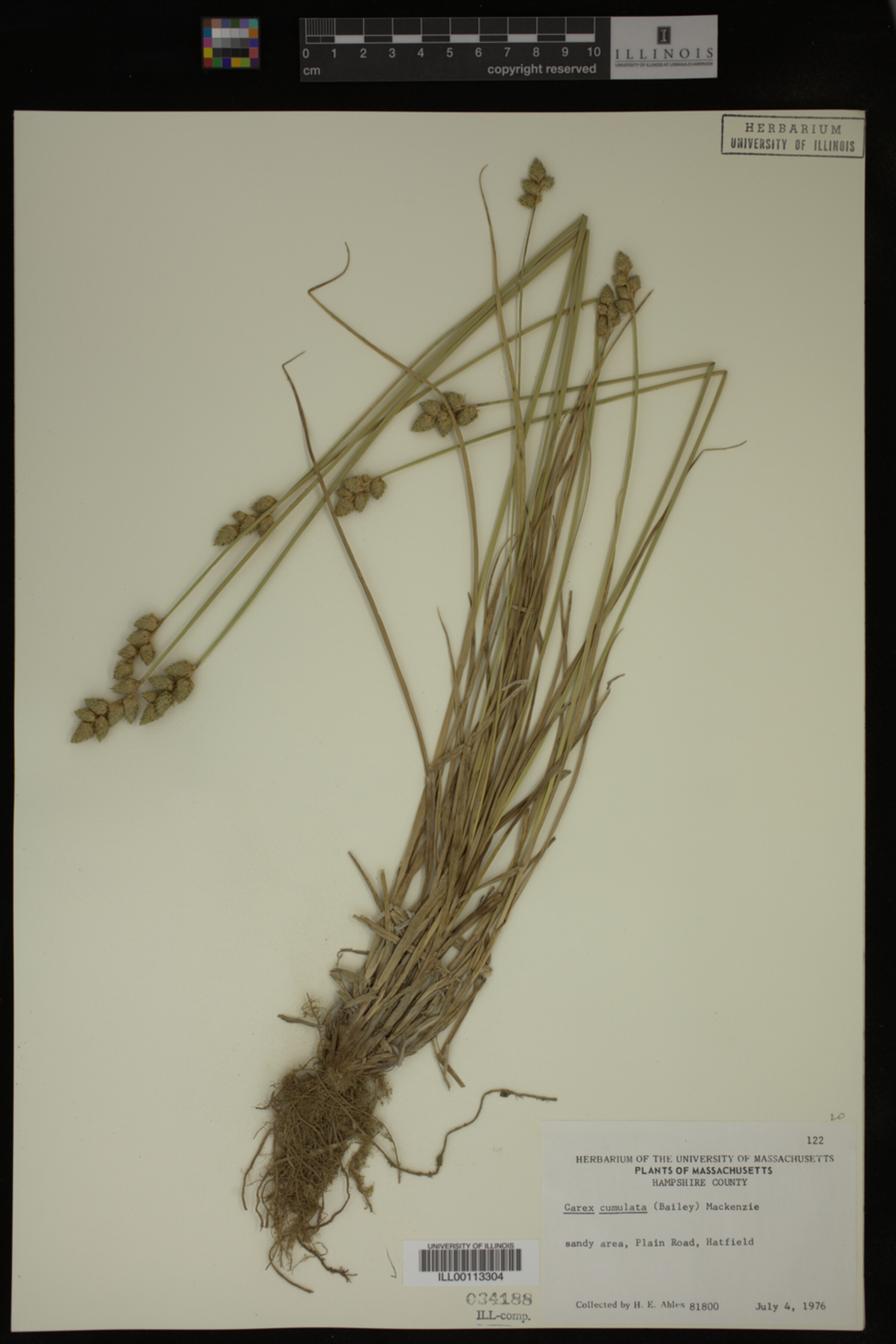 Carex cumulata image