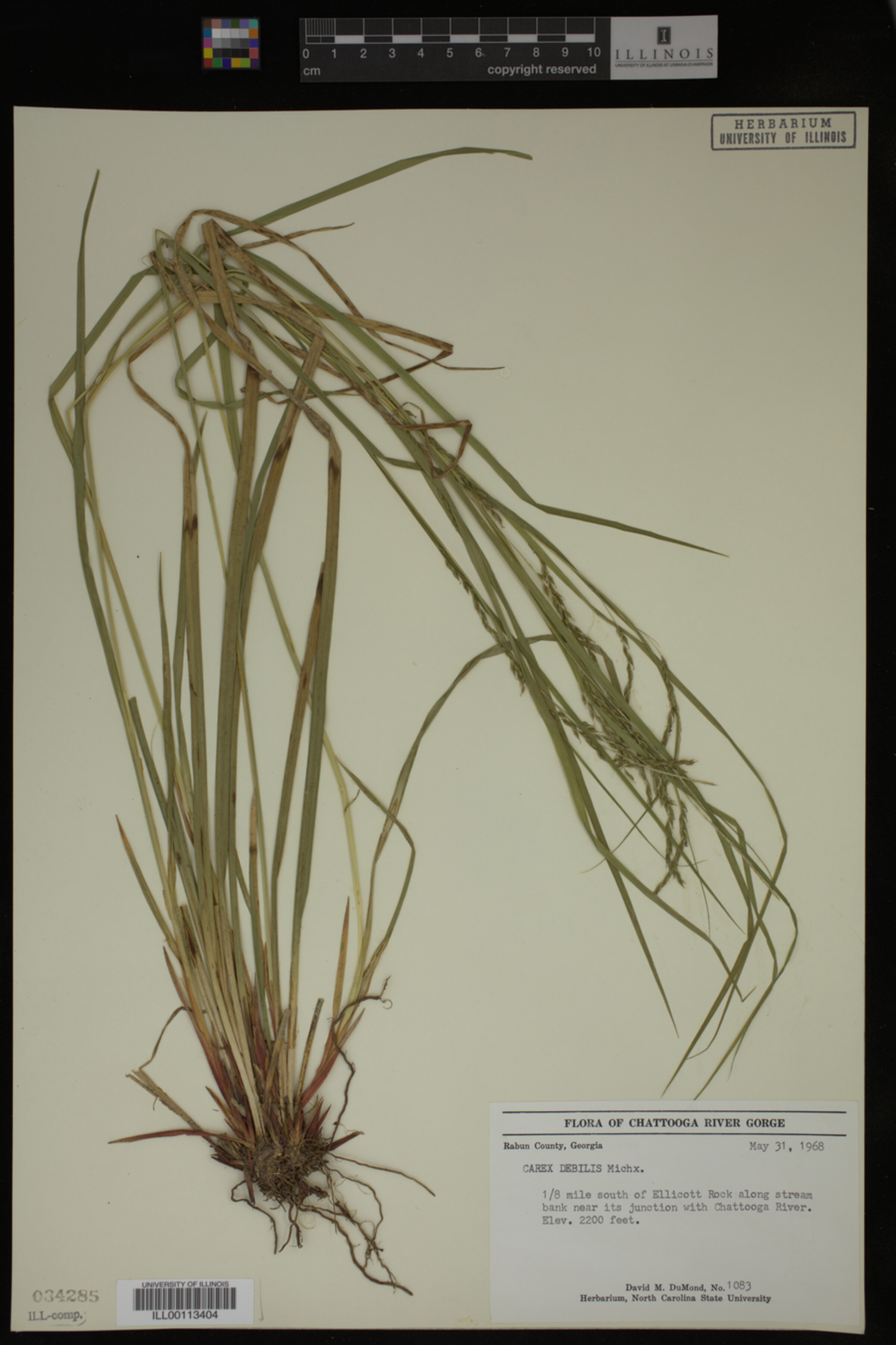 Carex debilis image