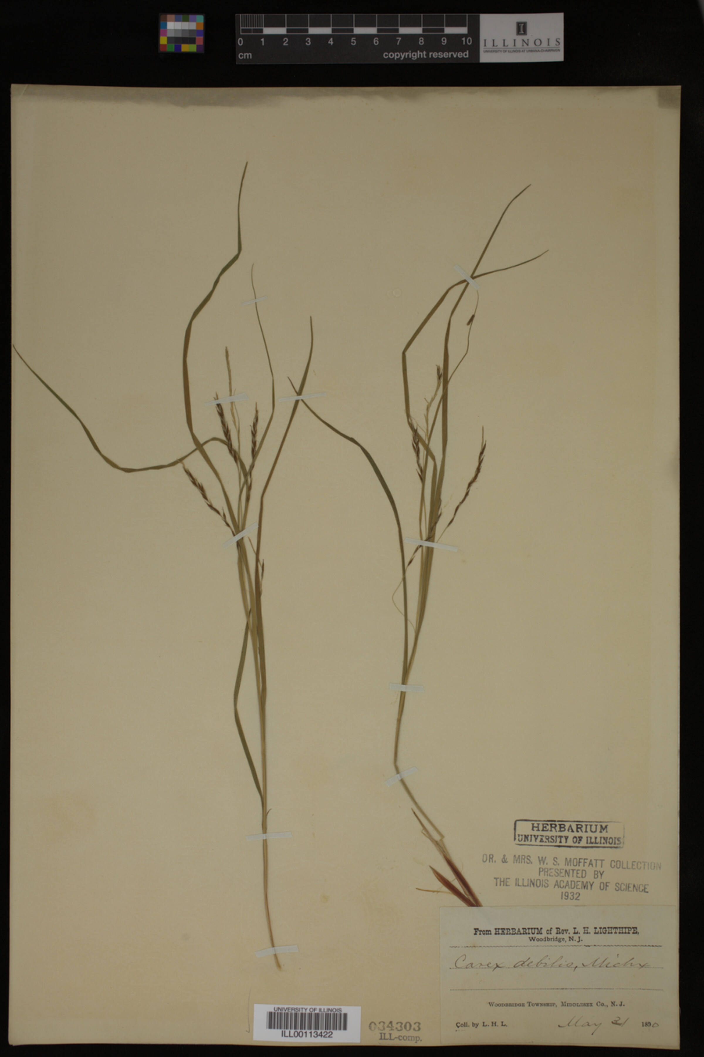 Carex debilis image