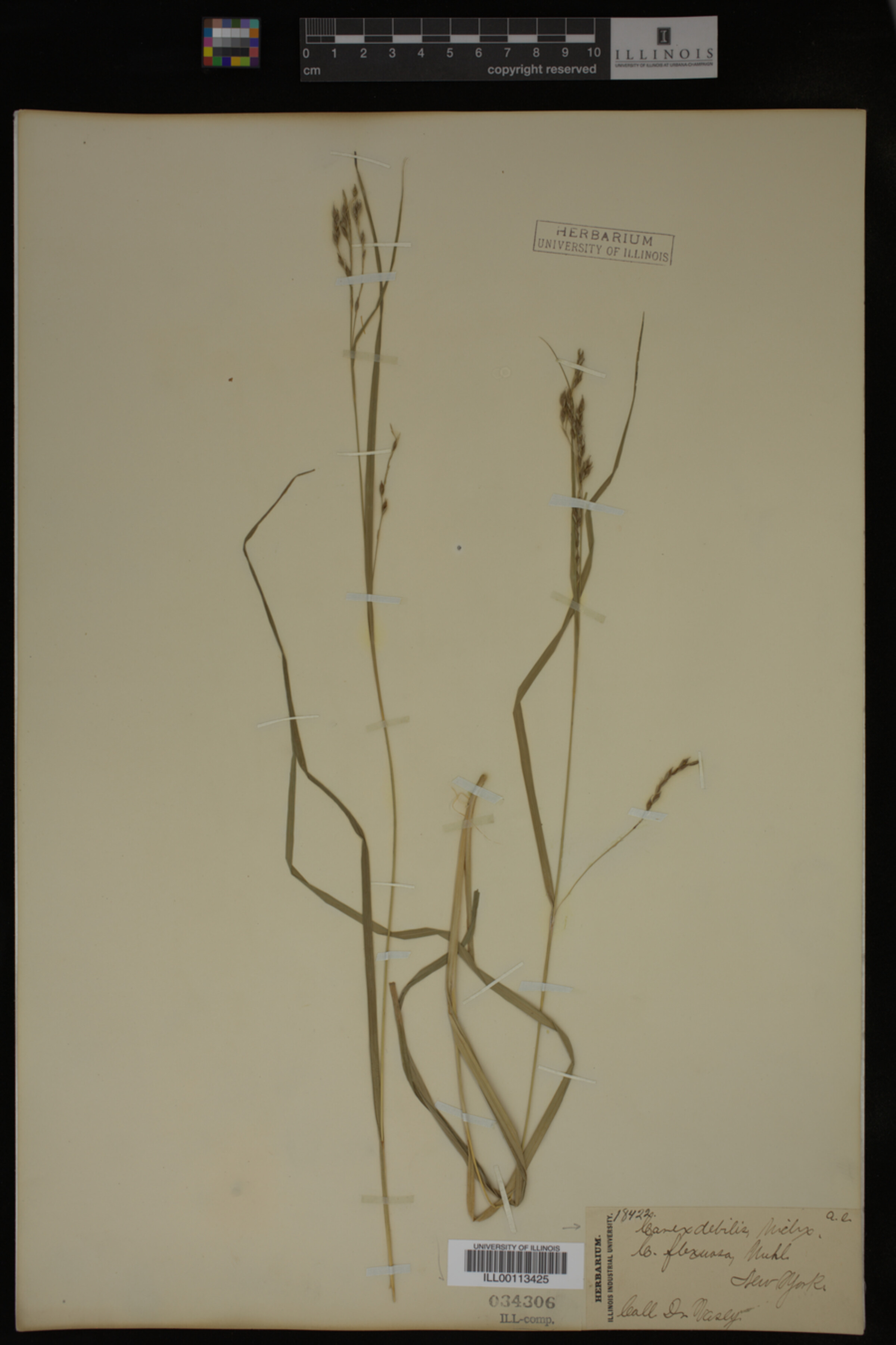 Carex debilis image