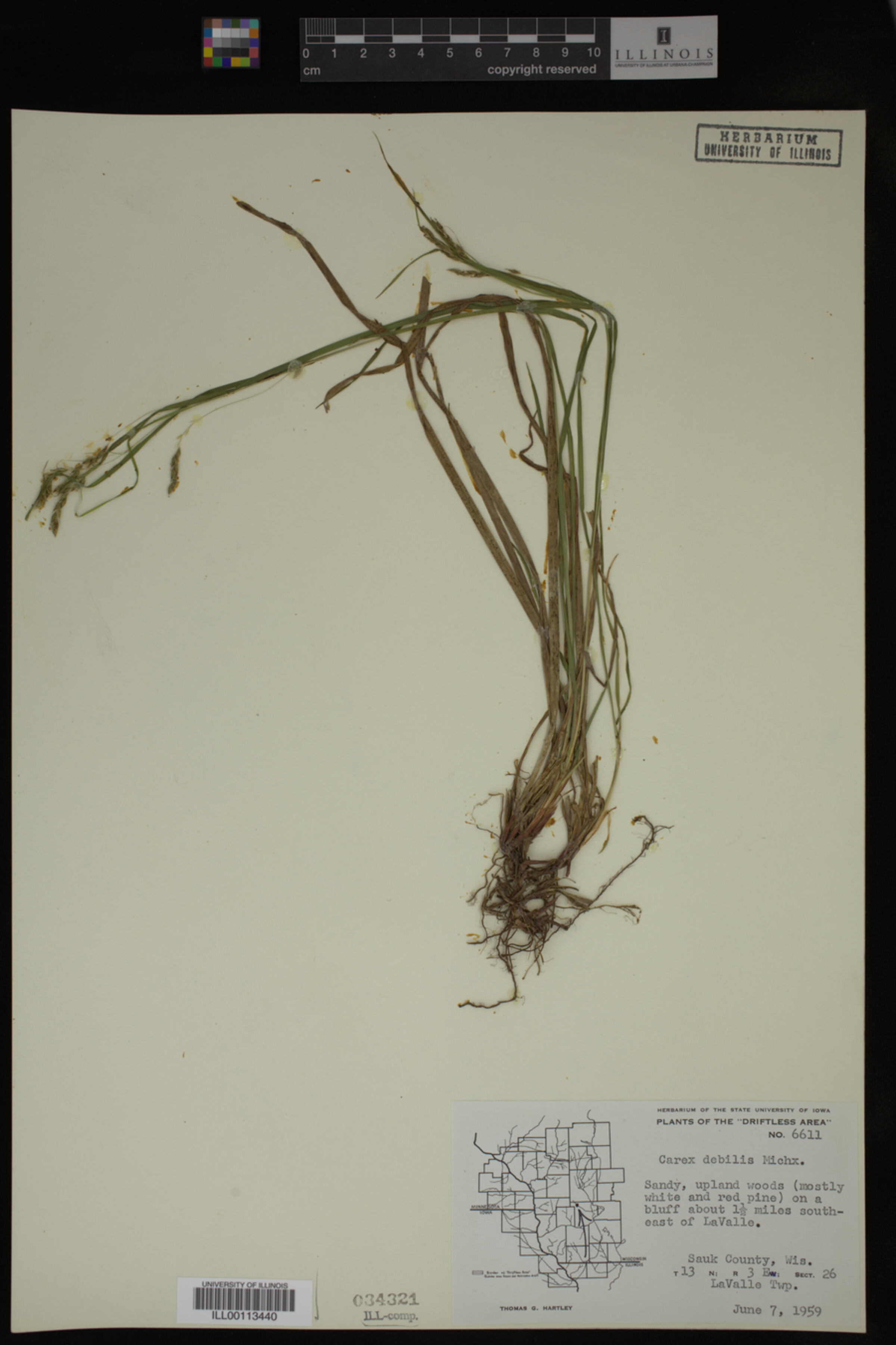 Carex debilis image