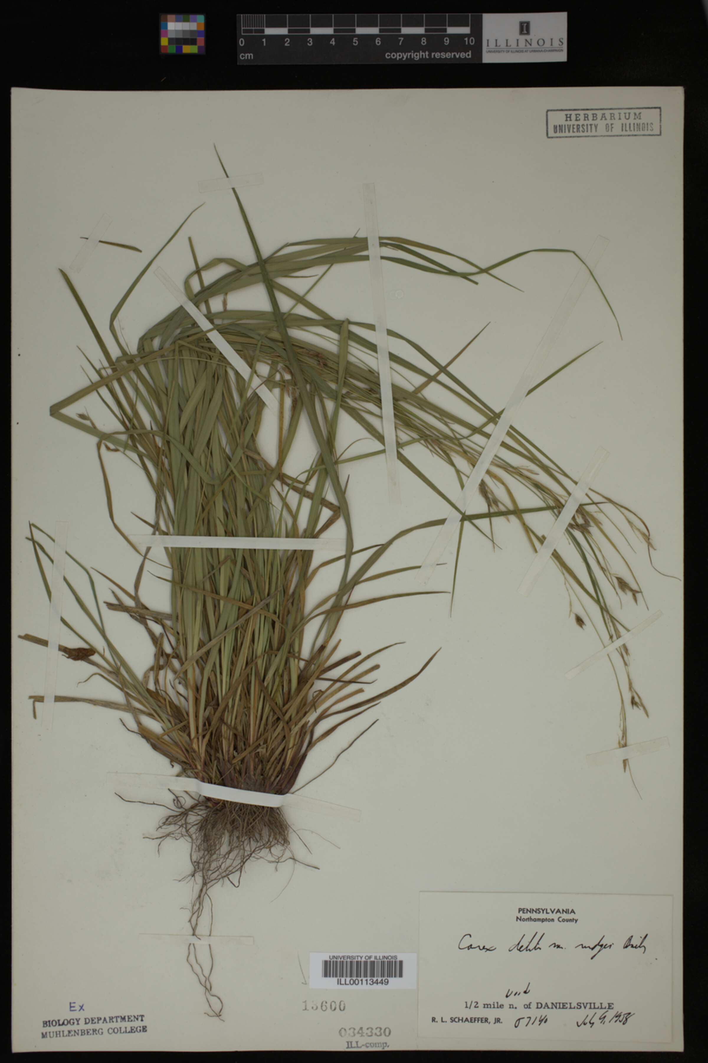 Carex debilis var. rudgei image