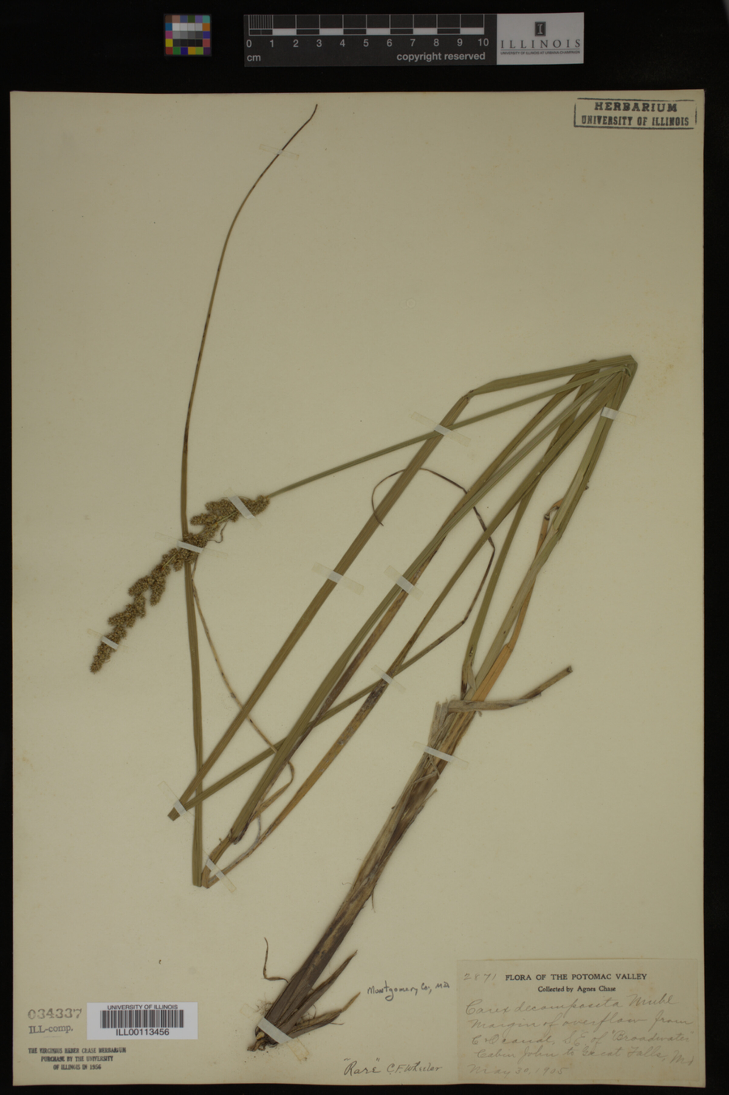 Carex decomposita image