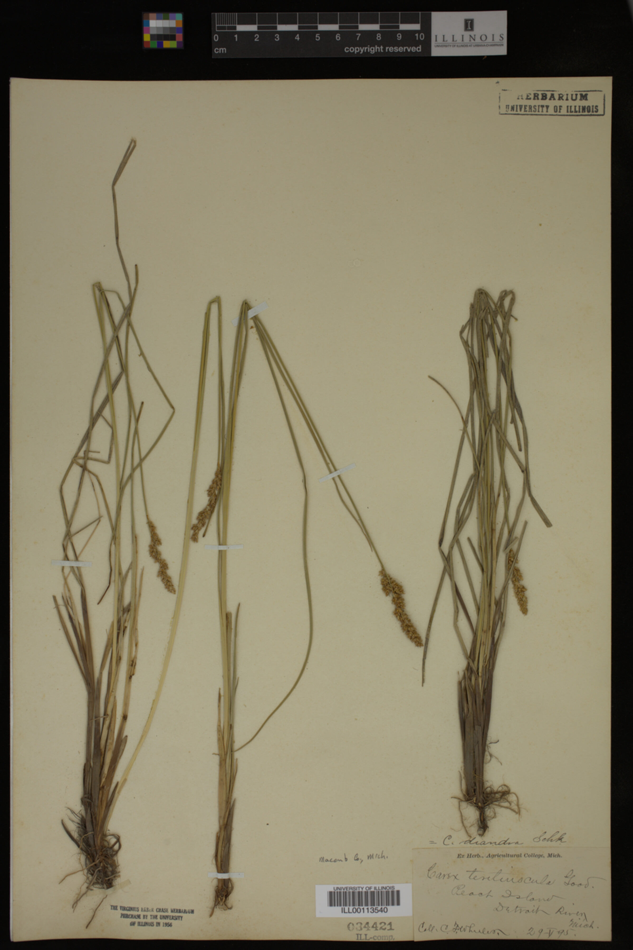 Carex diandra image