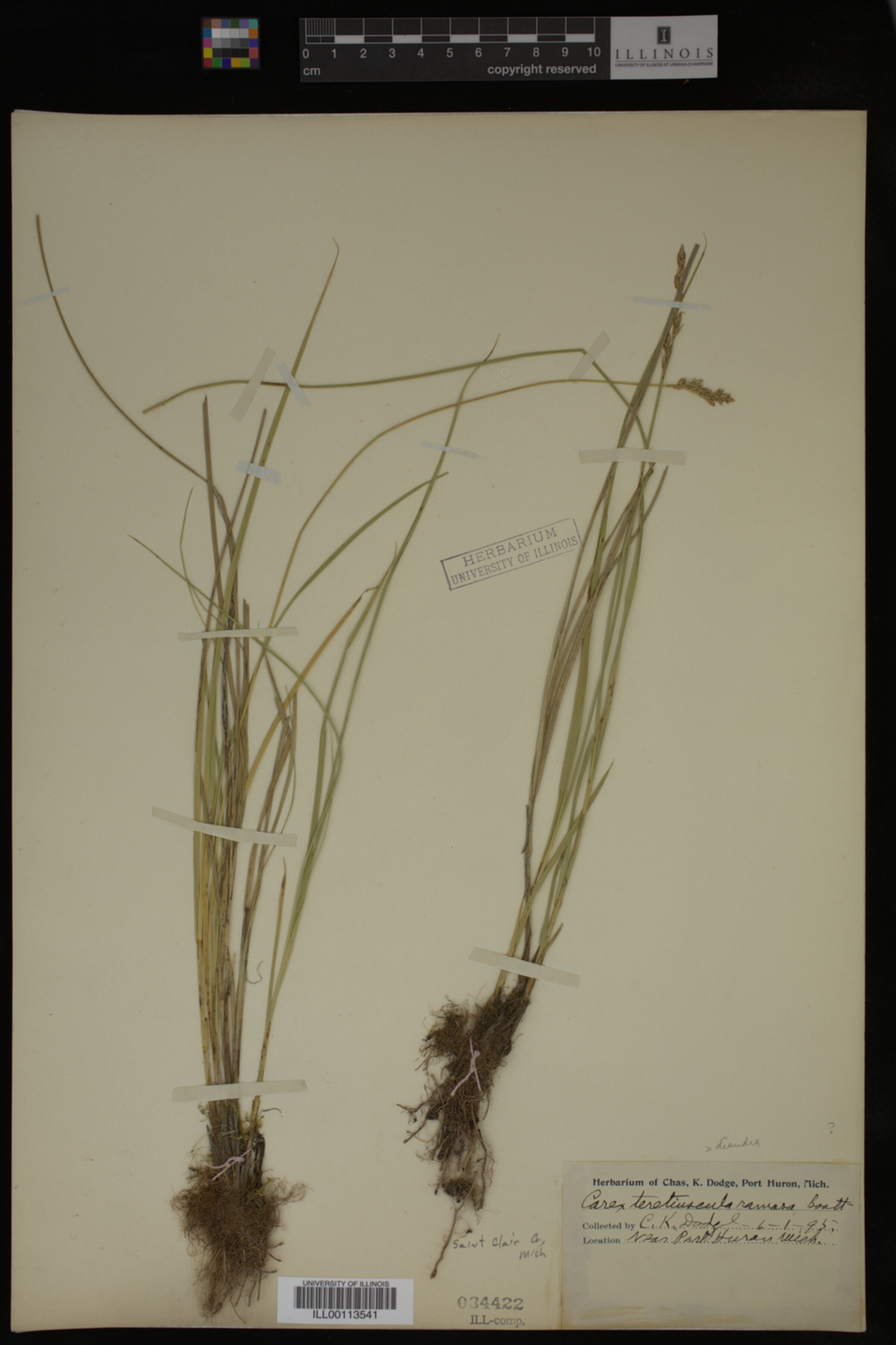 Carex diandra image