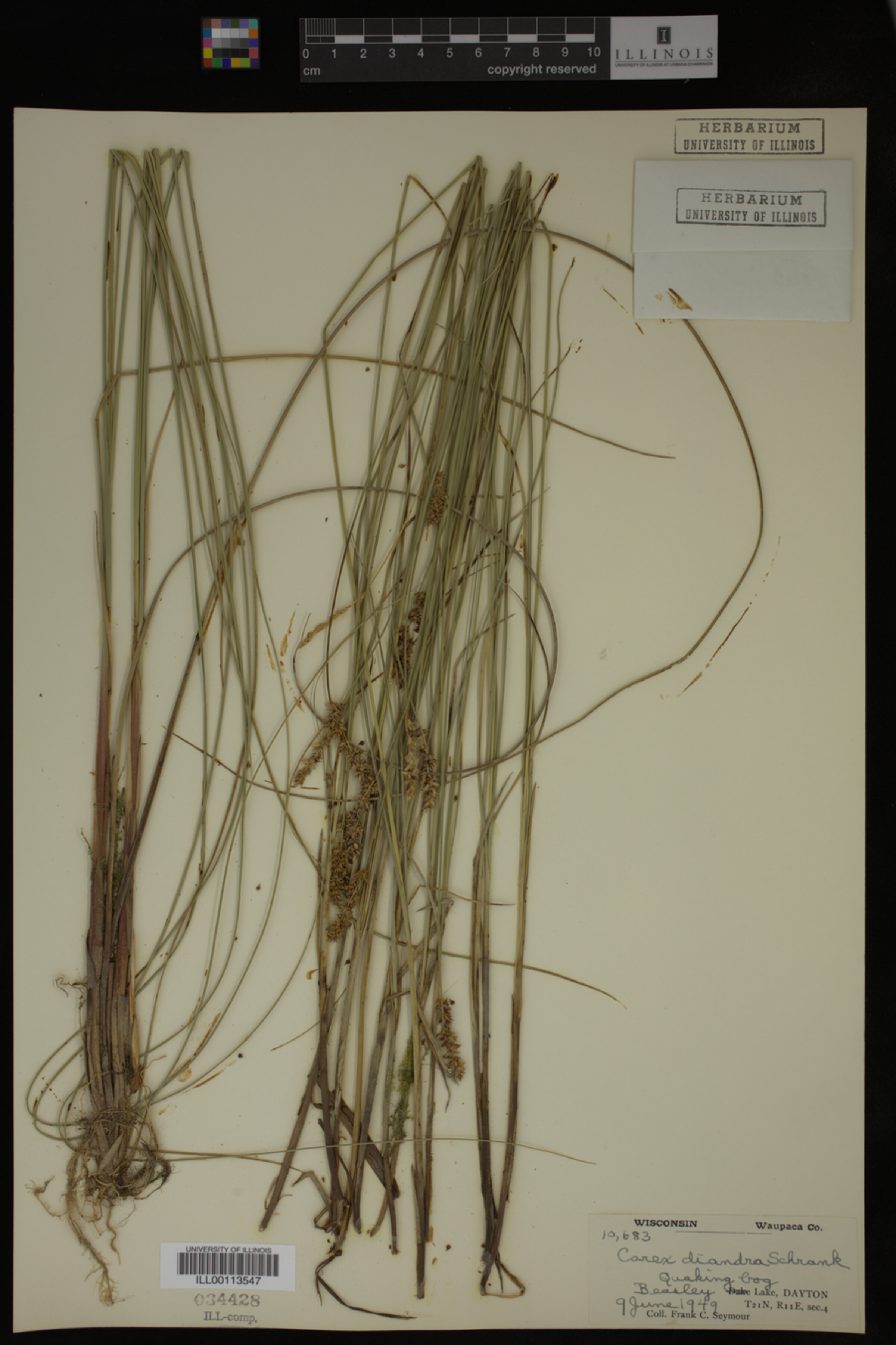 Carex diandra image