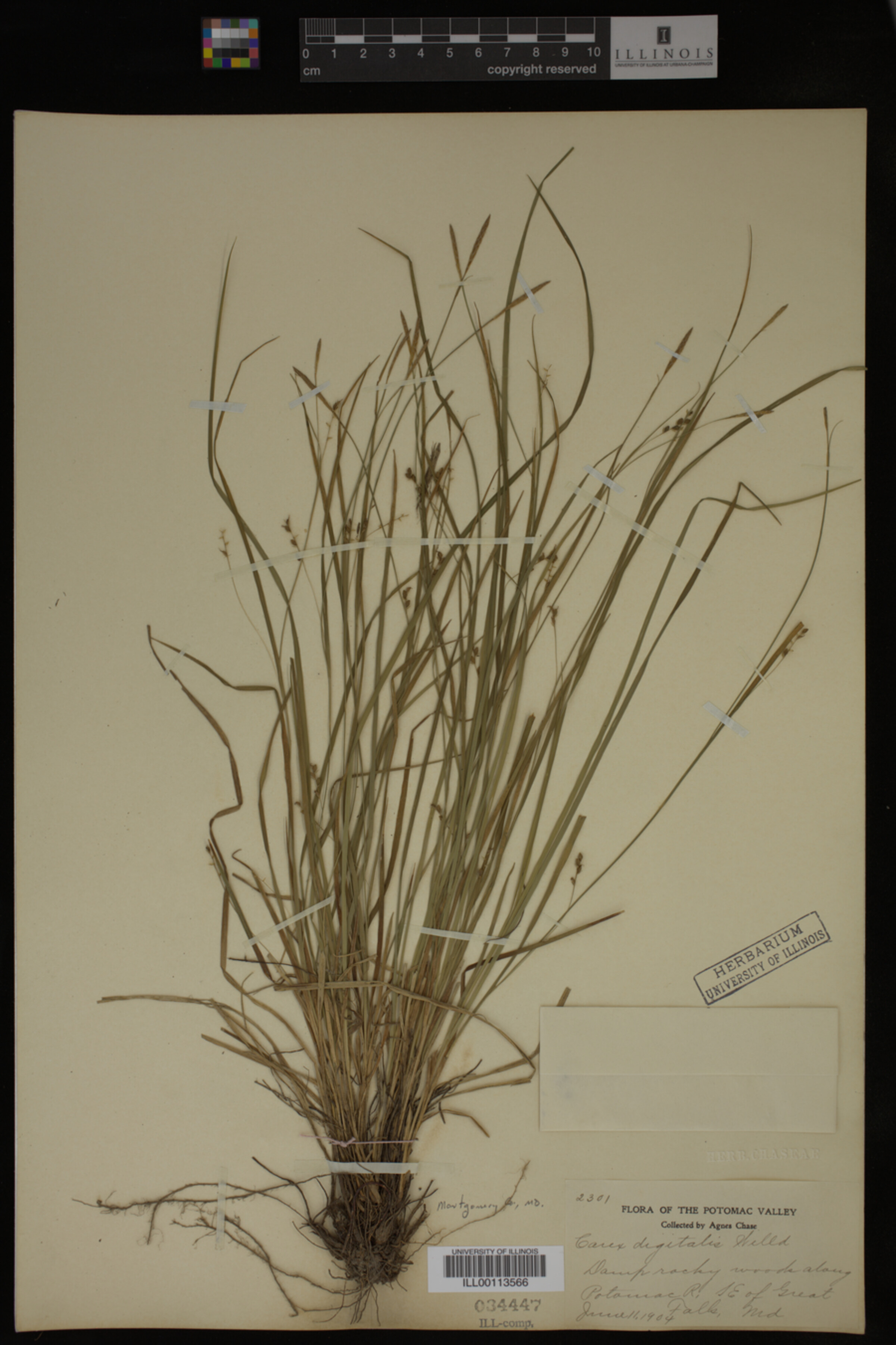 Carex digitalis image