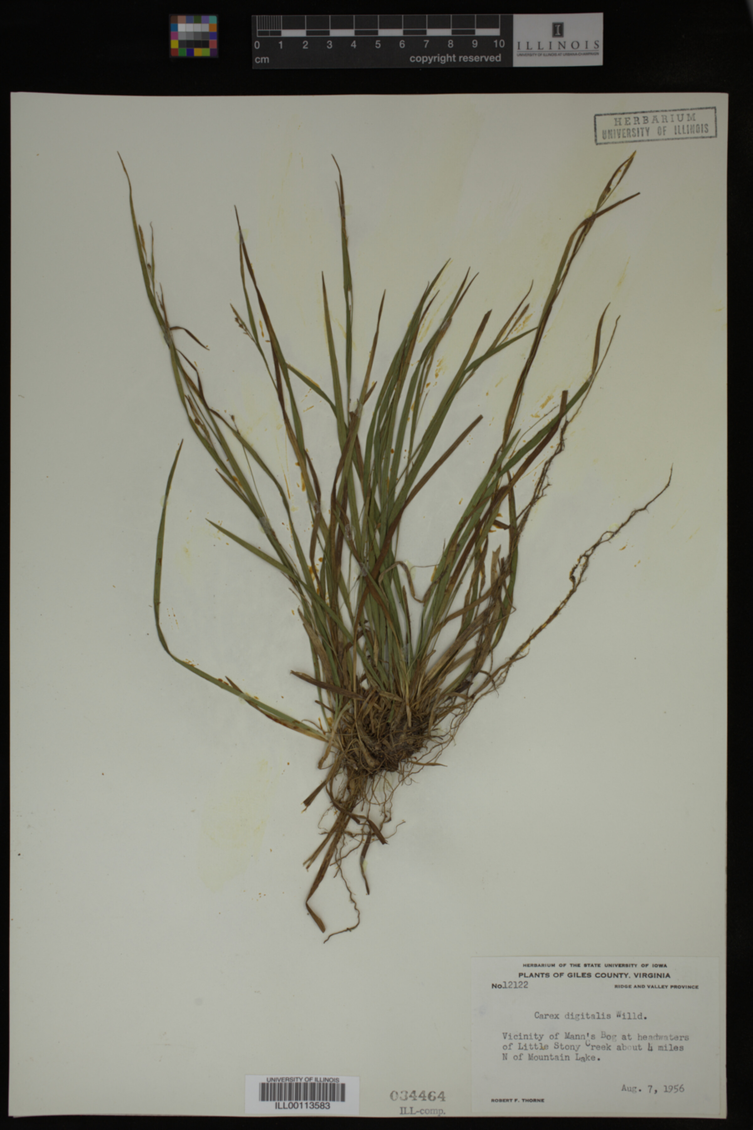 Carex digitalis image