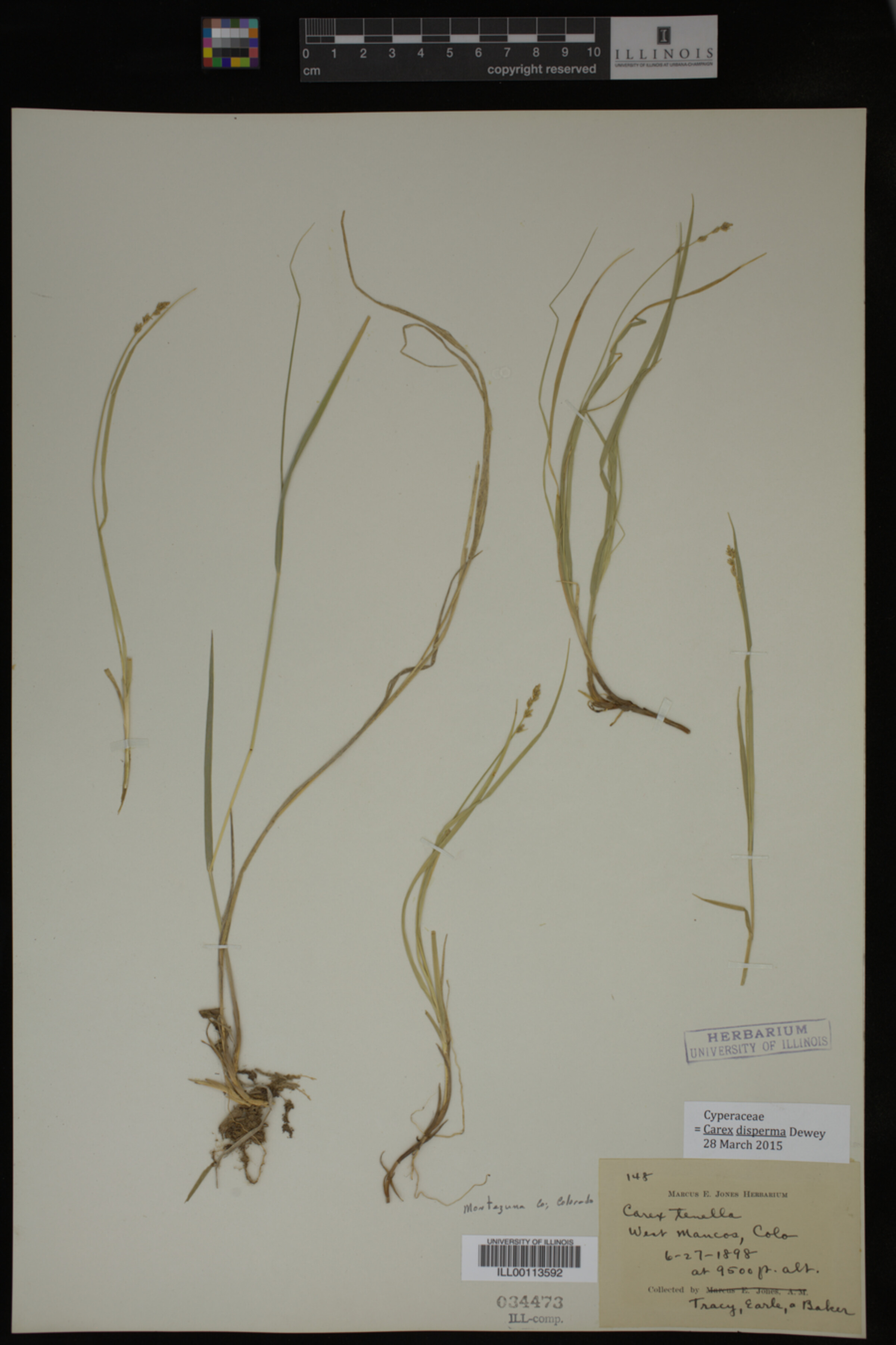 Carex disperma image