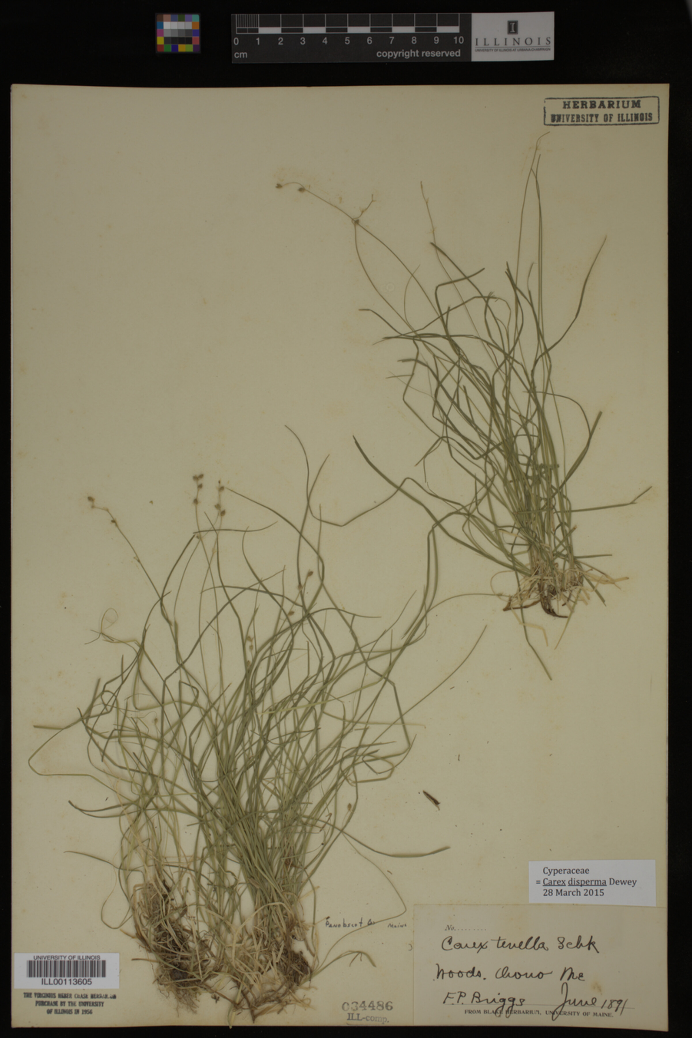 Carex disperma image