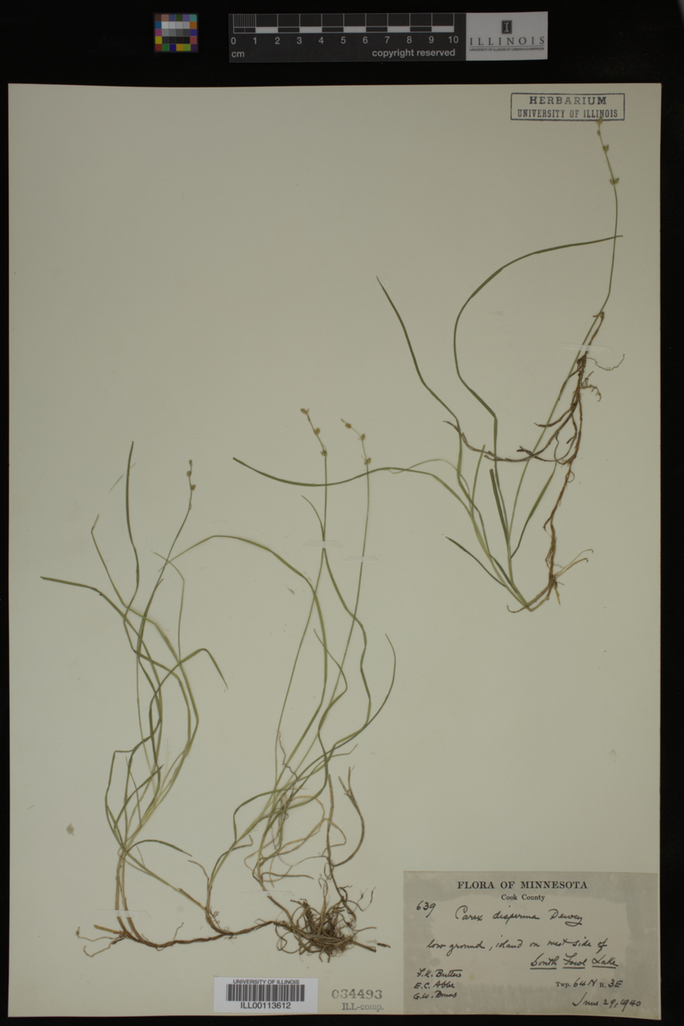 Carex disperma image