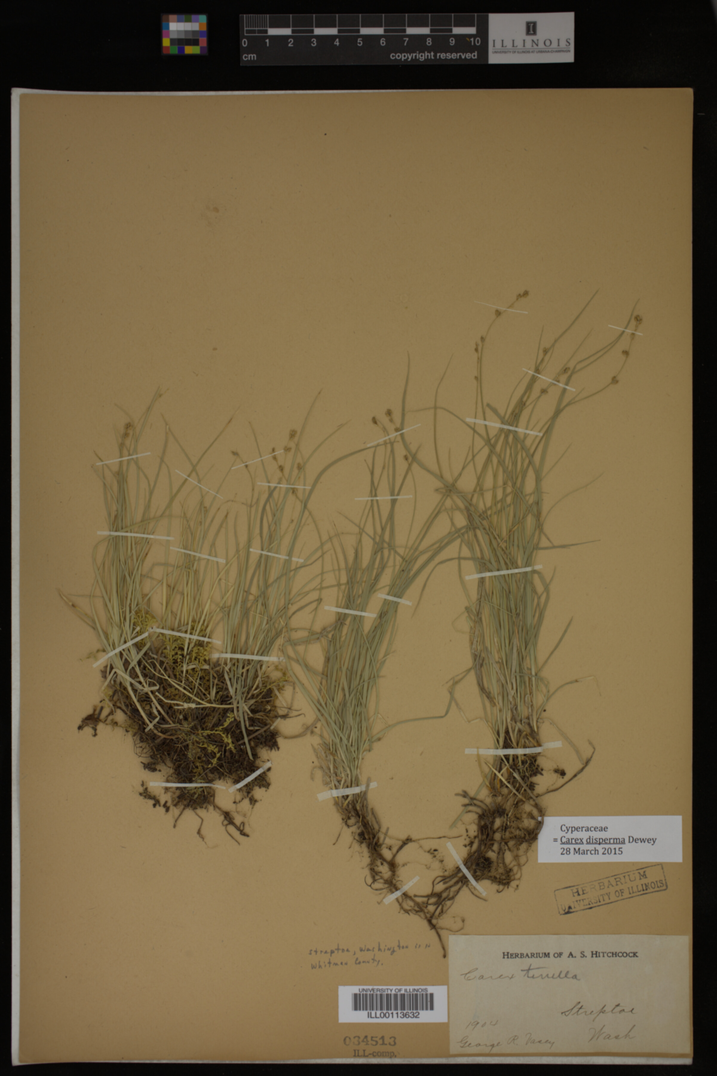 Carex disperma image