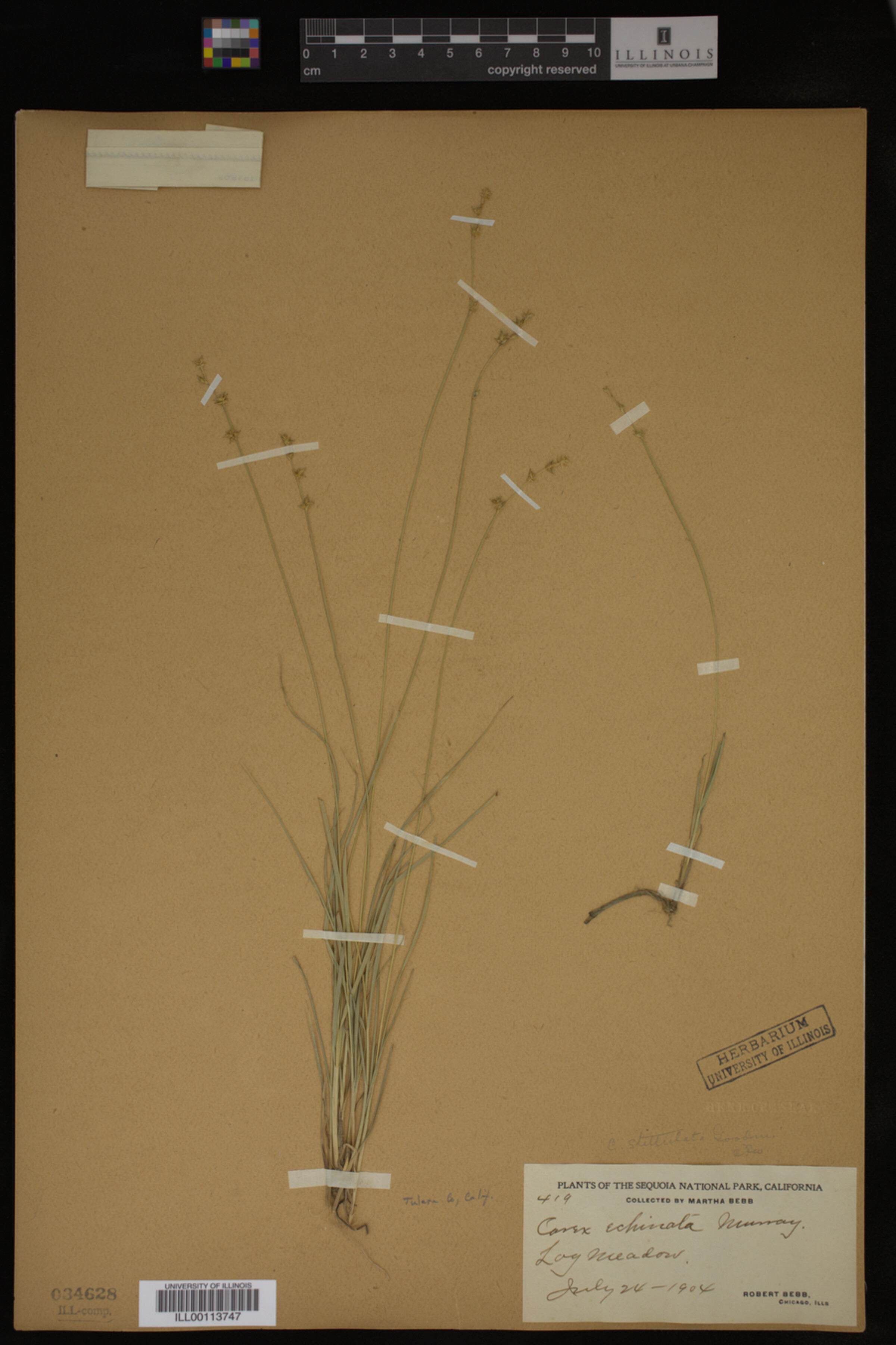 Carex echinata image