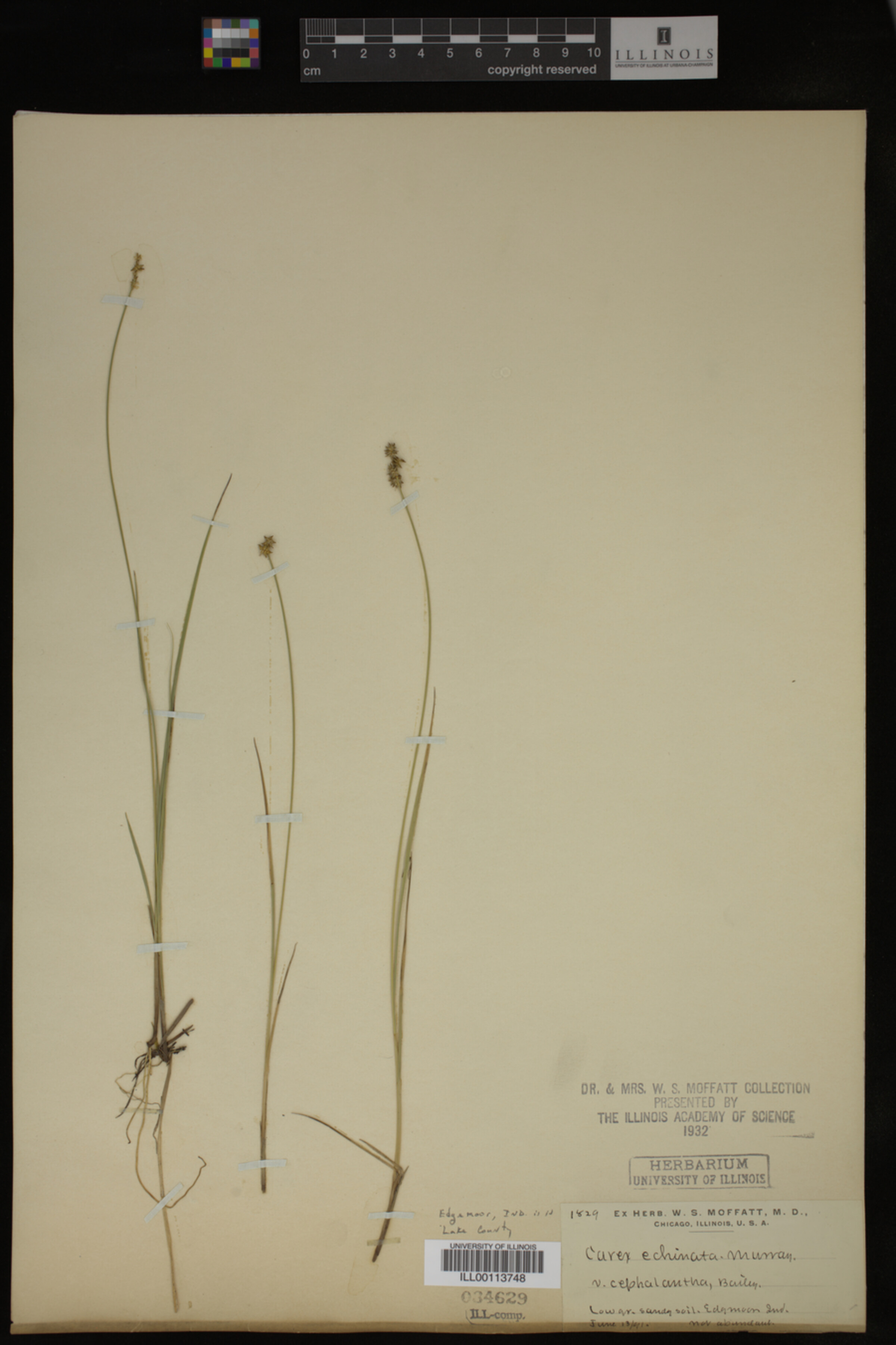 Carex echinata image