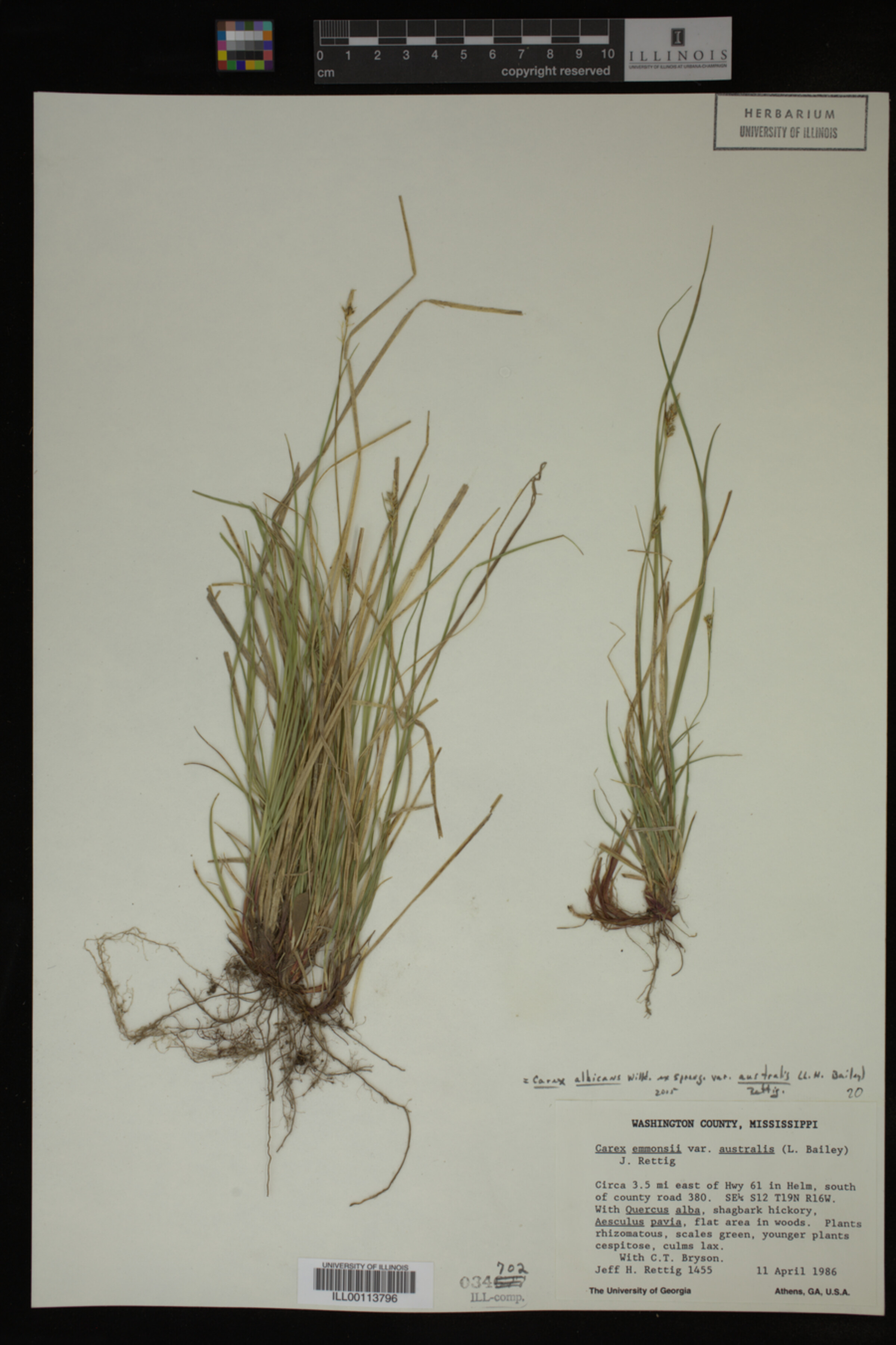 Carex albicans var. australis image
