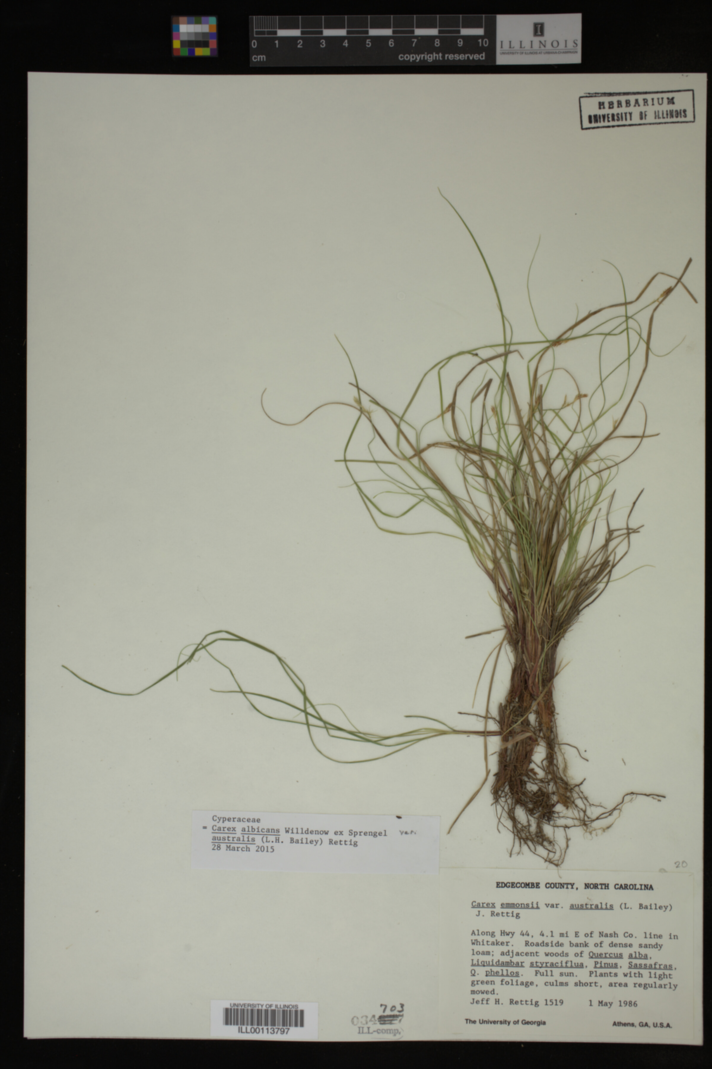 Carex albicans var. australis image