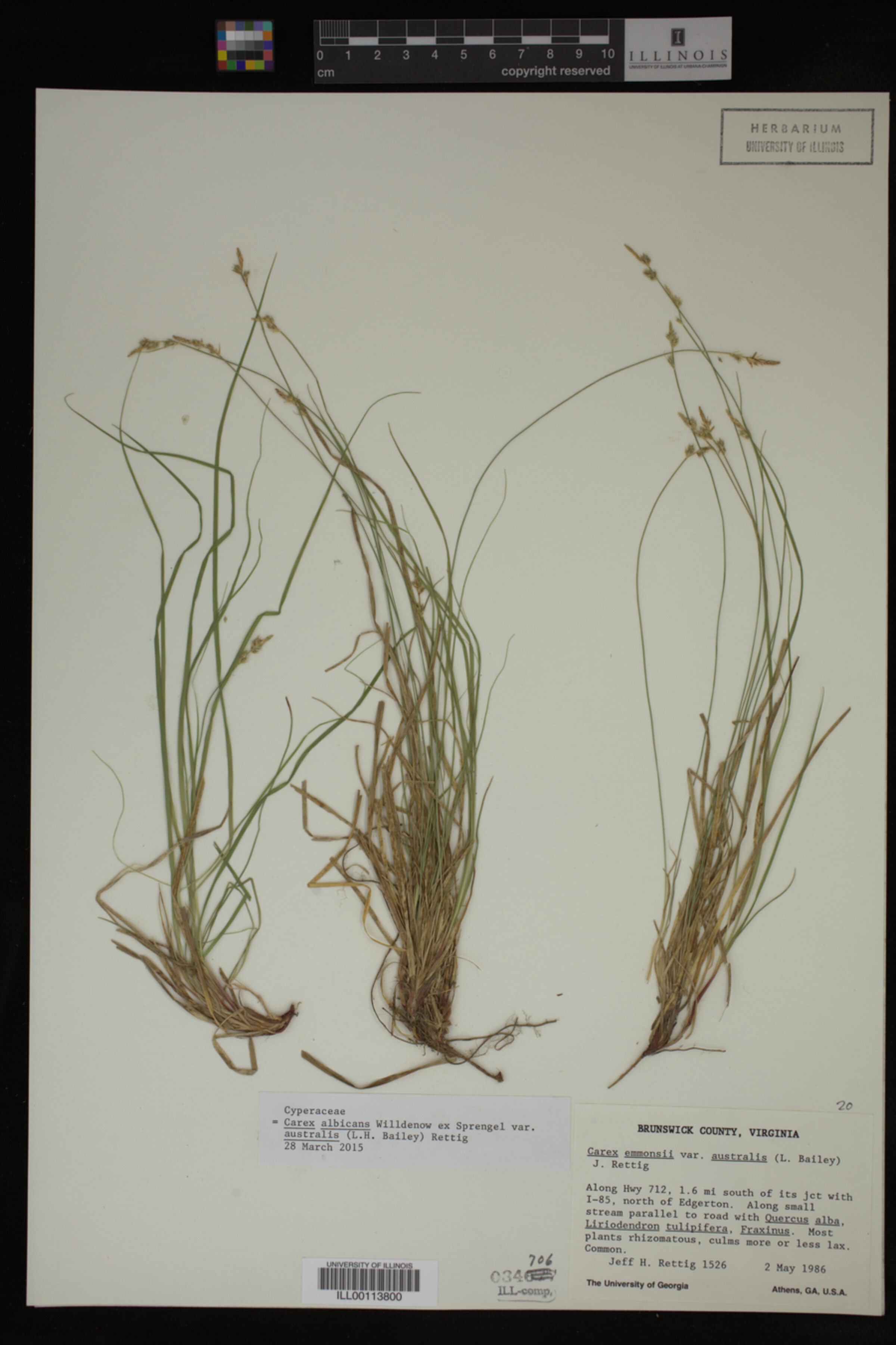 Carex albicans image