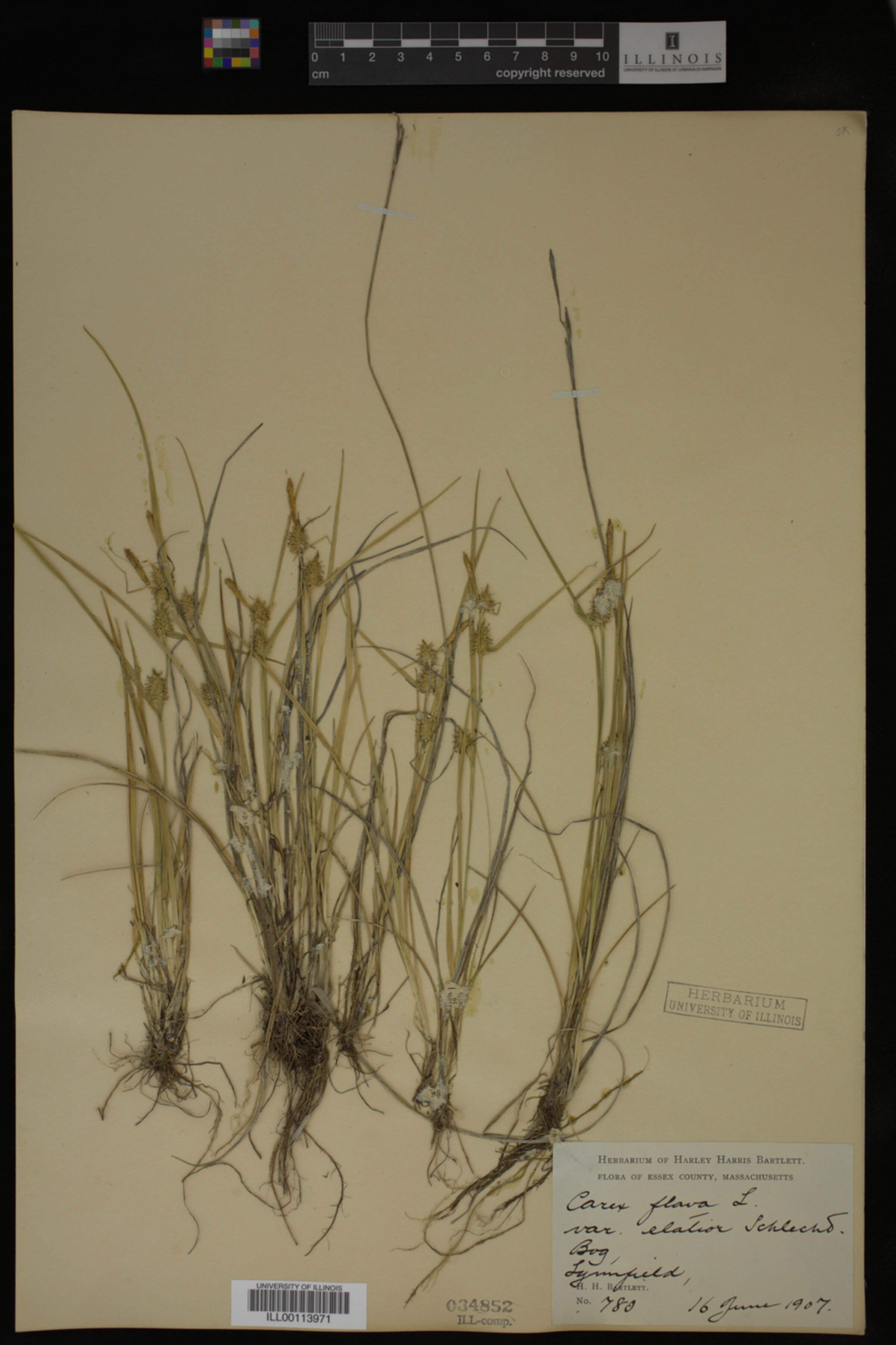 Carex lepidocarpa image