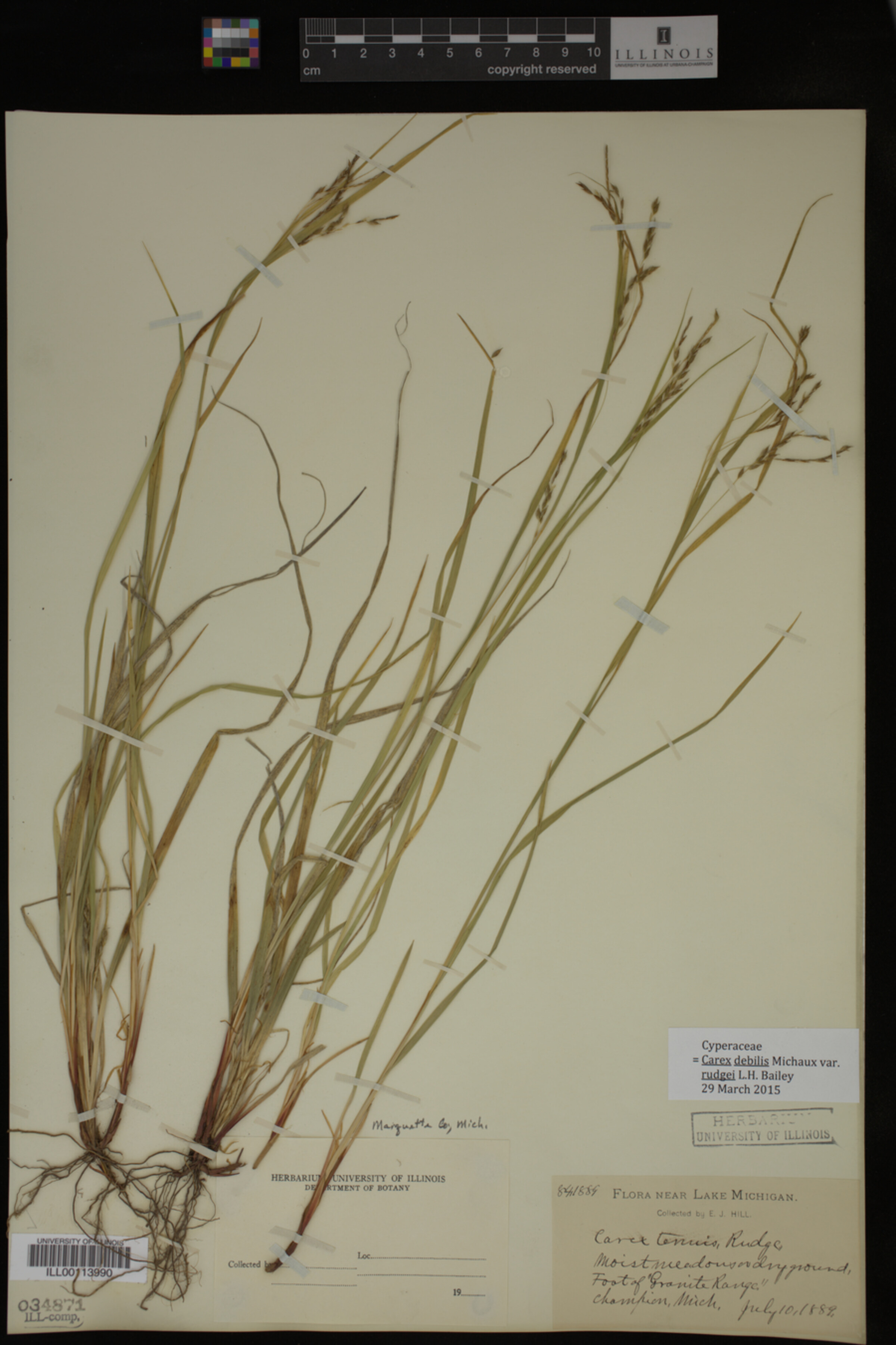 Carex debilis var. rudgei image