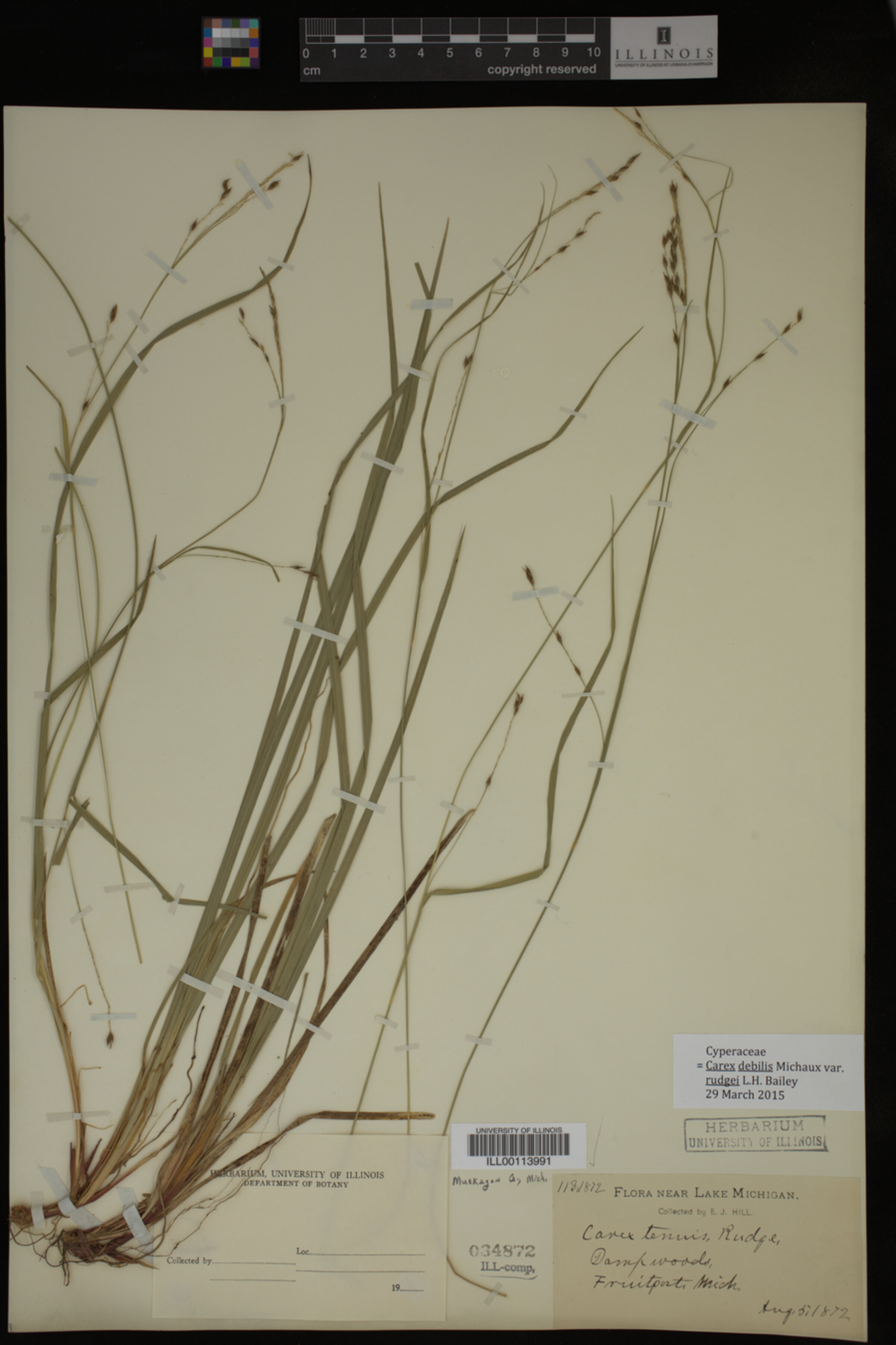 Carex debilis image