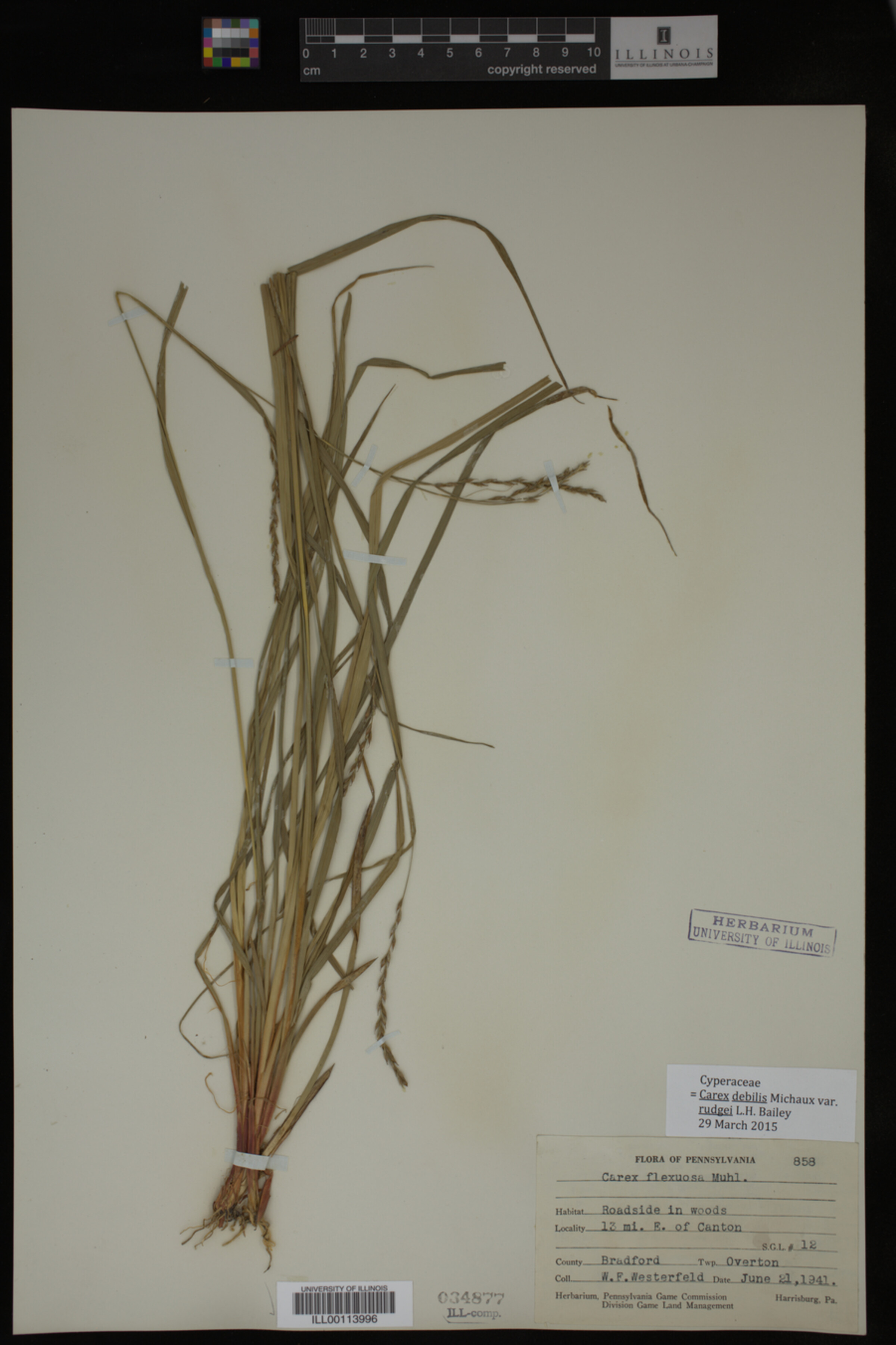 Carex debilis var. rudgei image