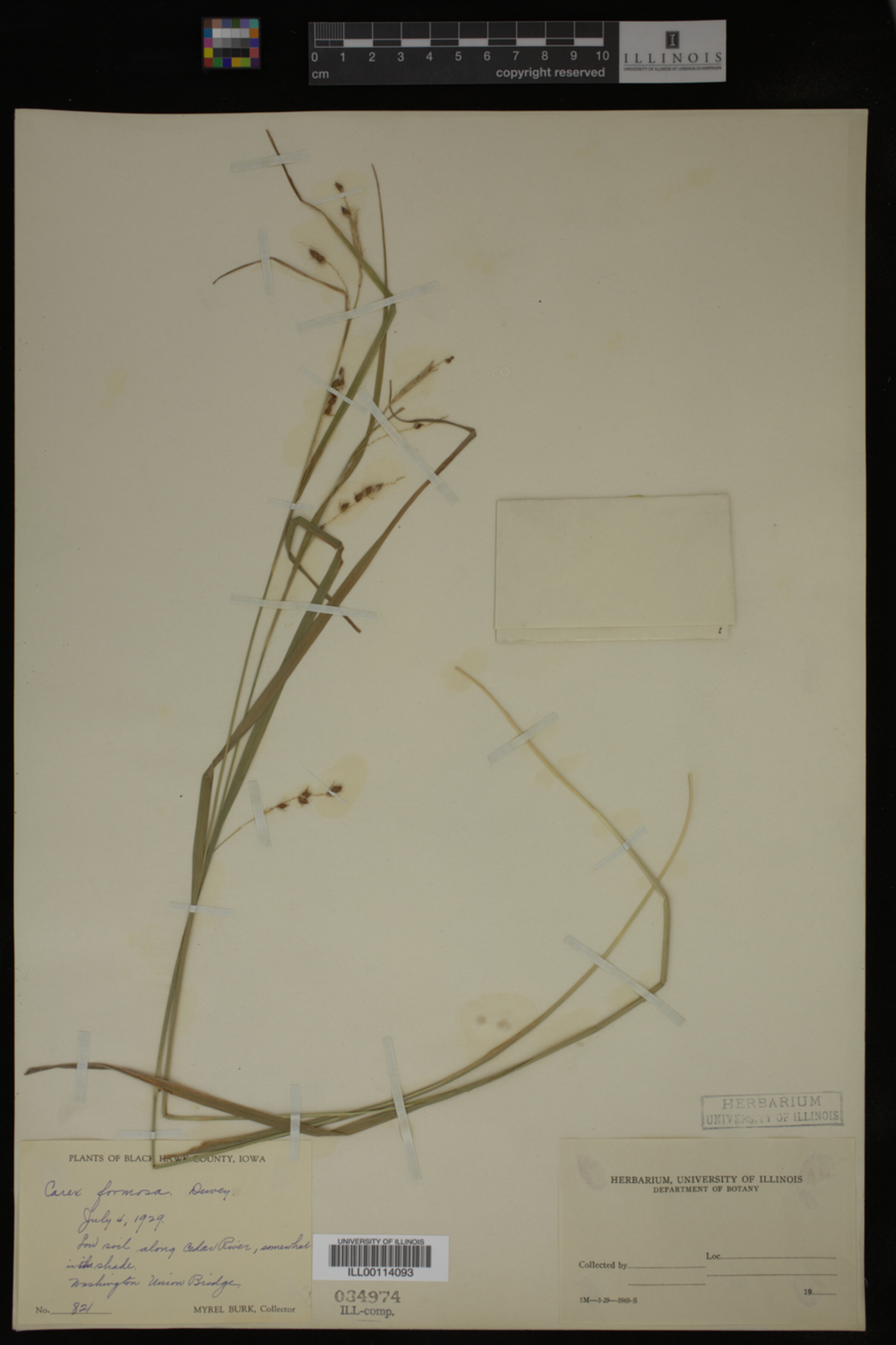 Carex formosa image