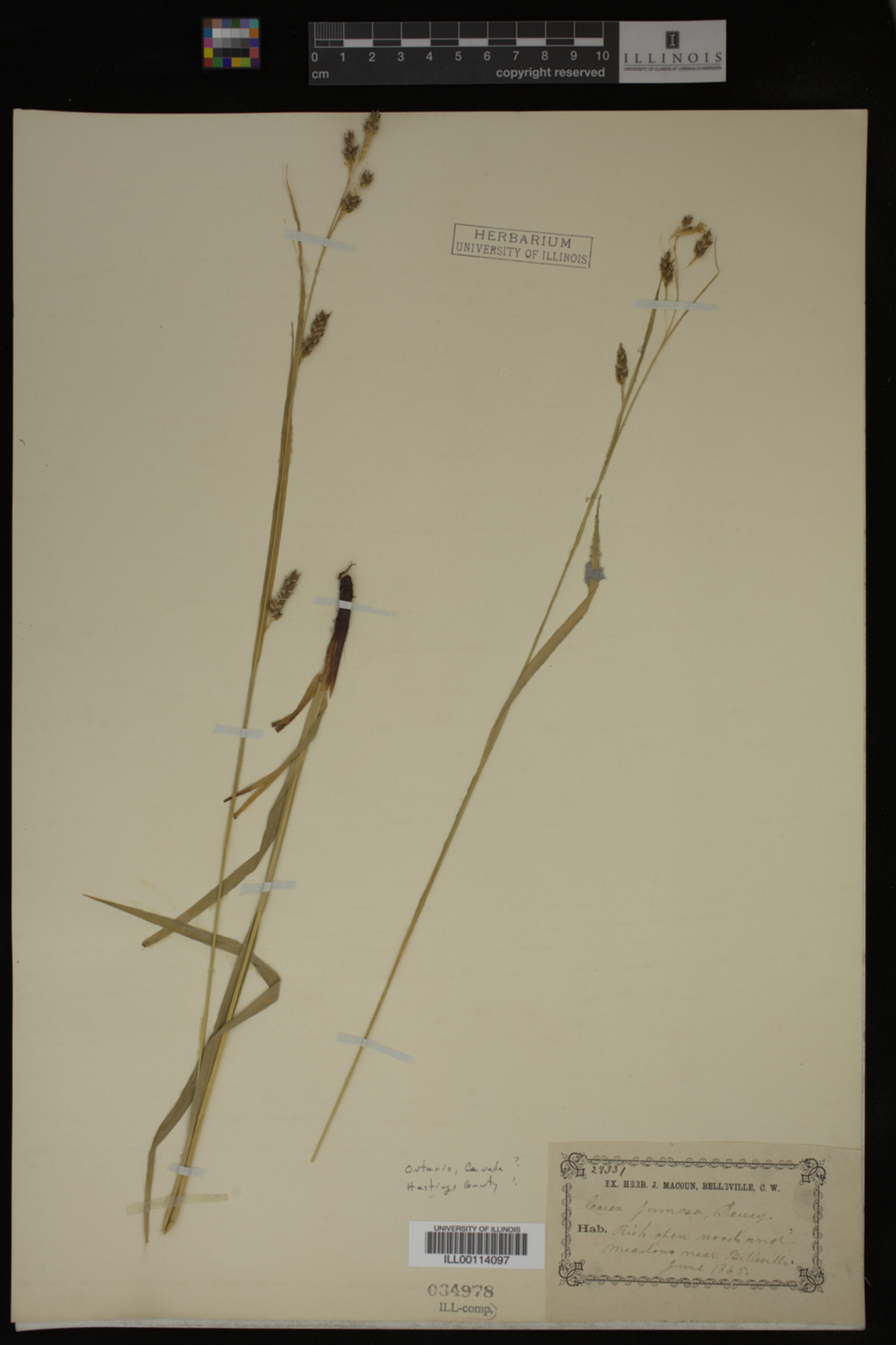 Carex formosa image